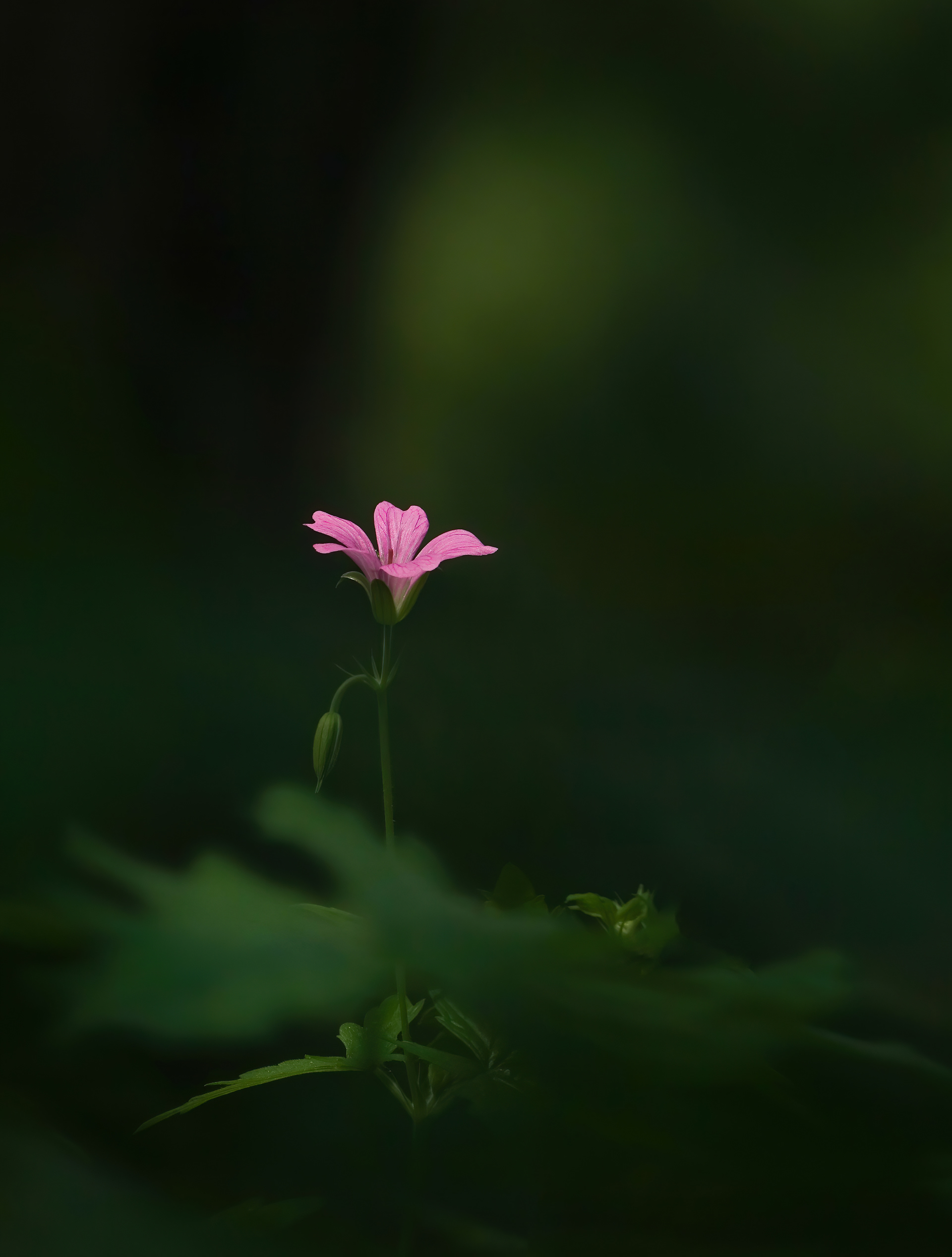 Geranium in shadow