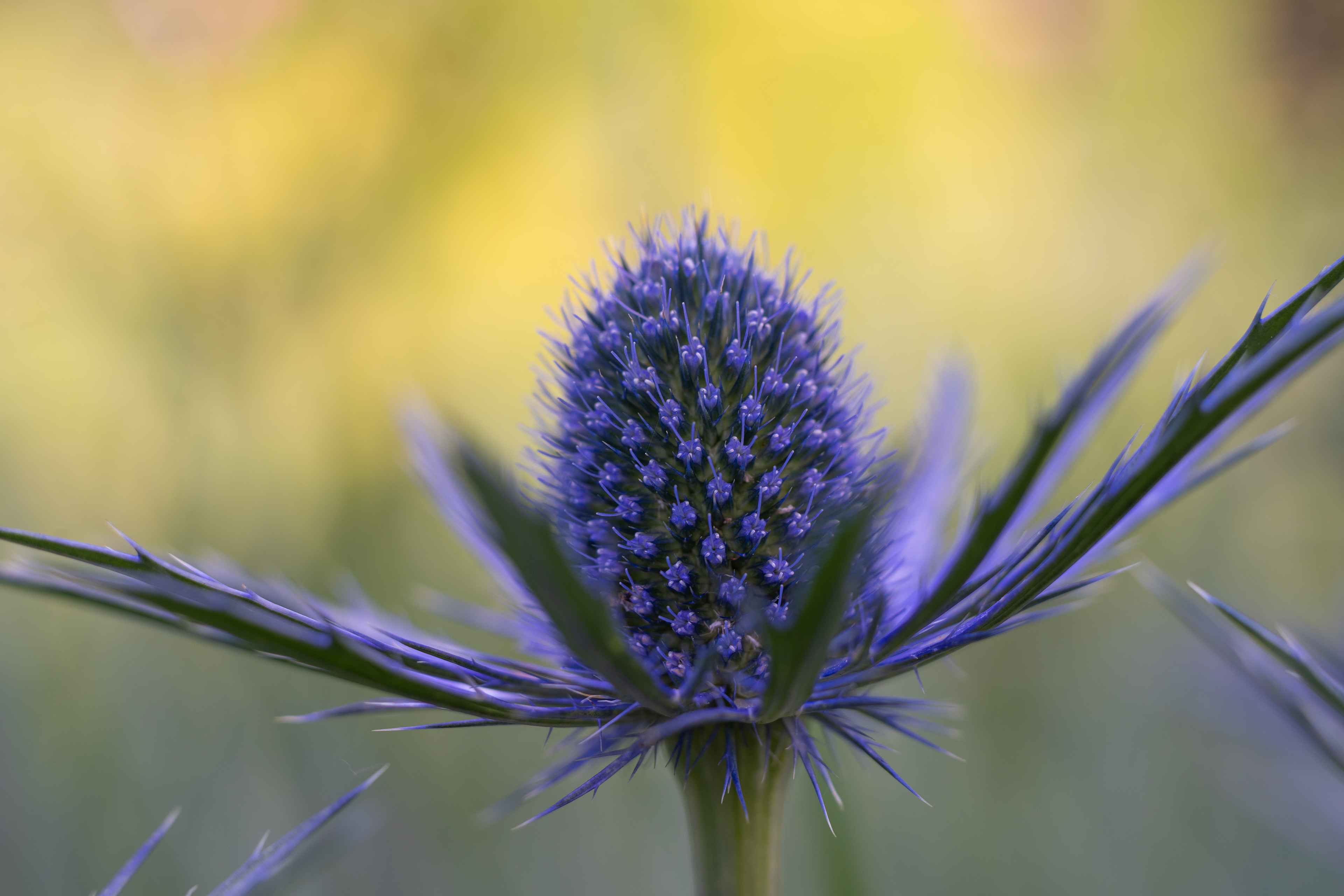 Sea holly