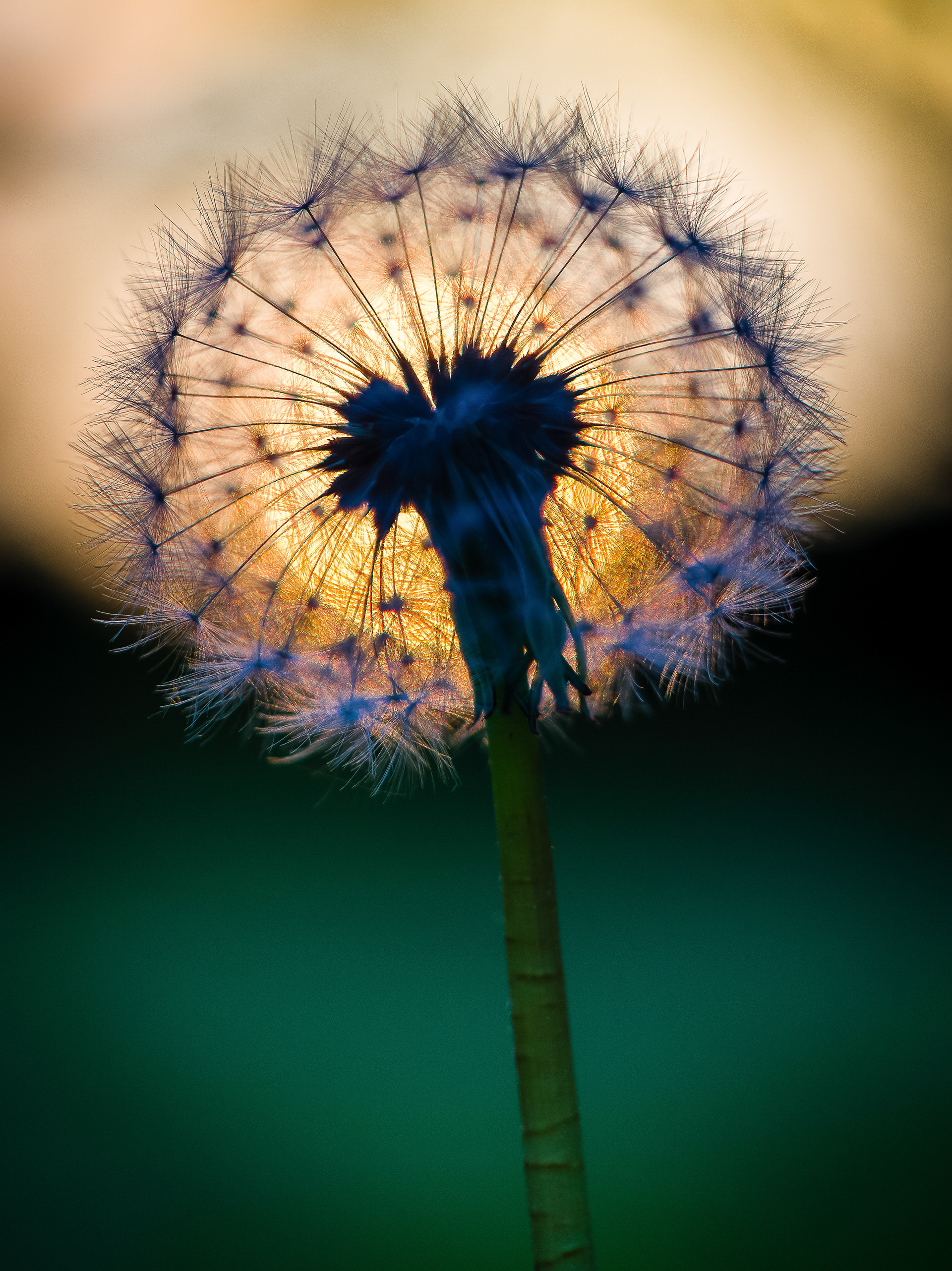 Dandelions sunset