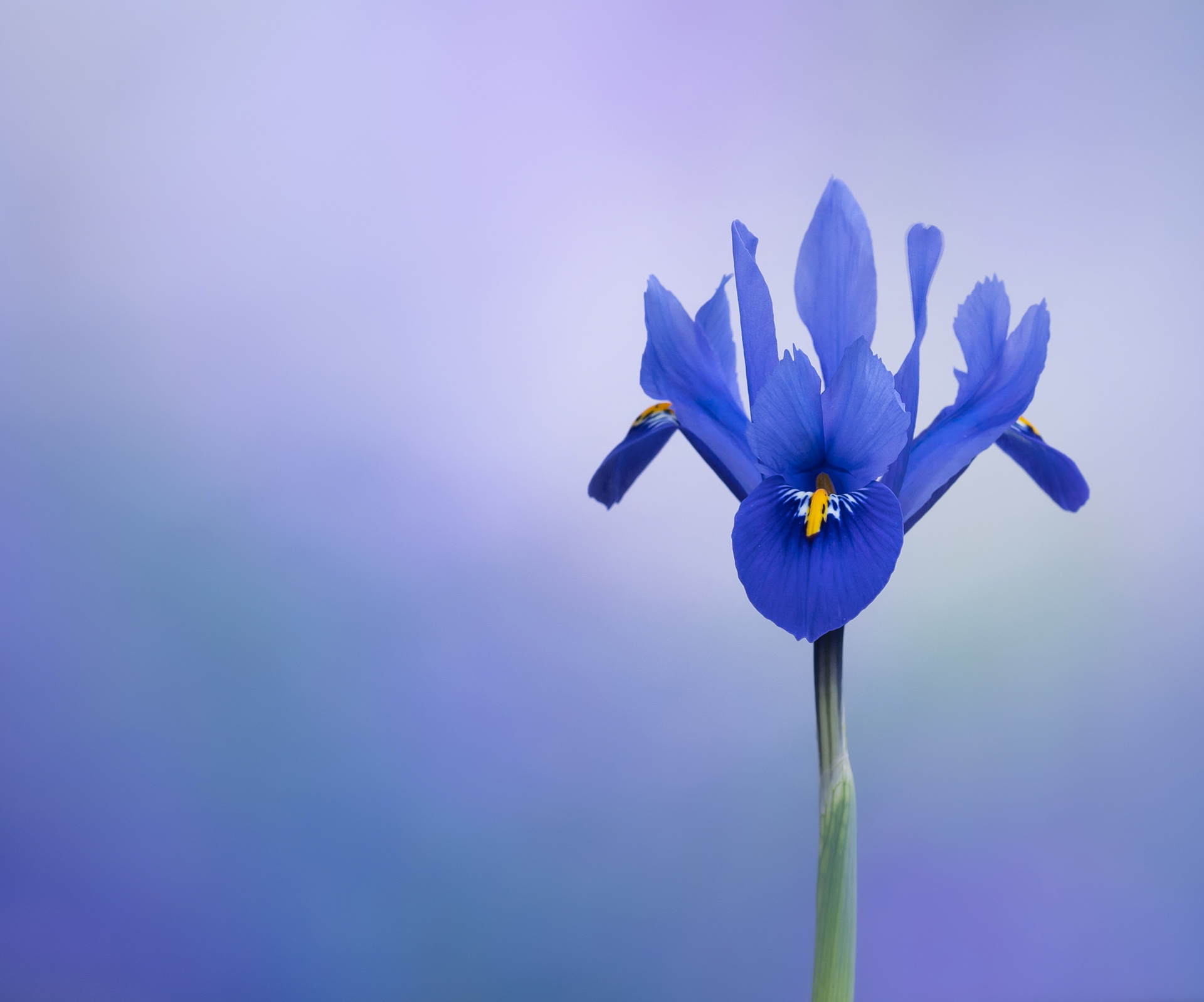 Silver Award - The Guild of Photographers