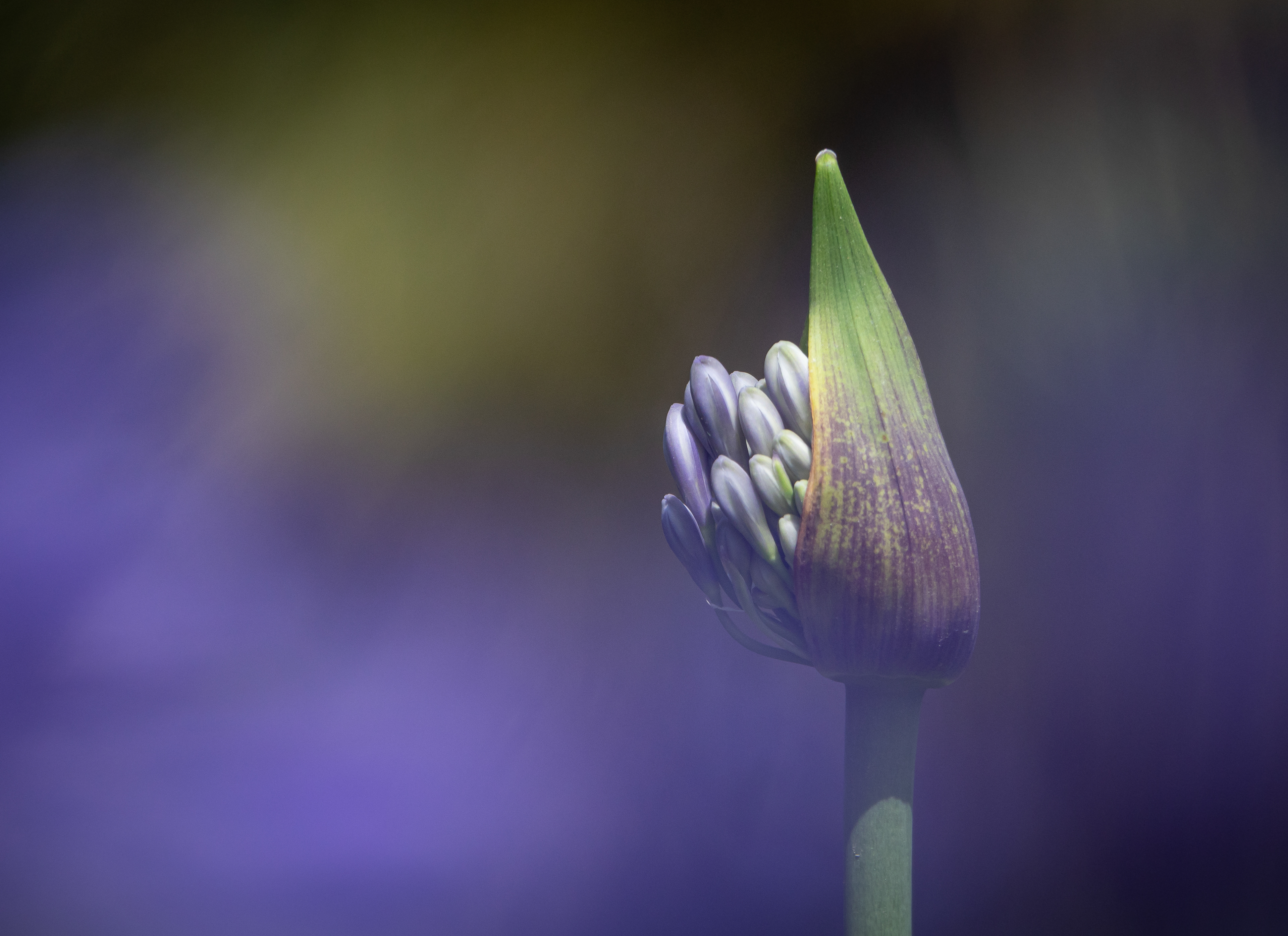 Agapanthus portfolio #5