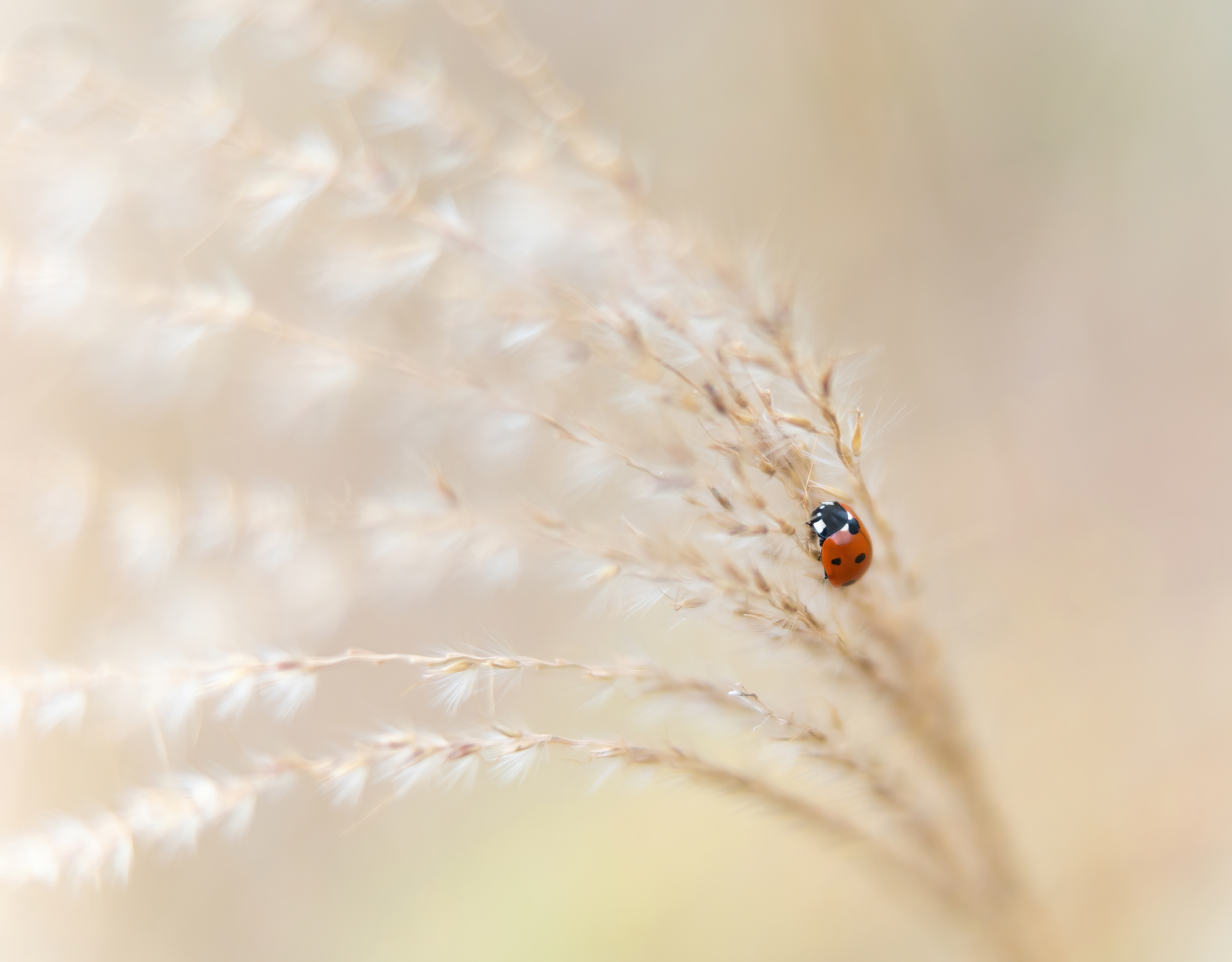 Silver Award - The Guild of Photographers