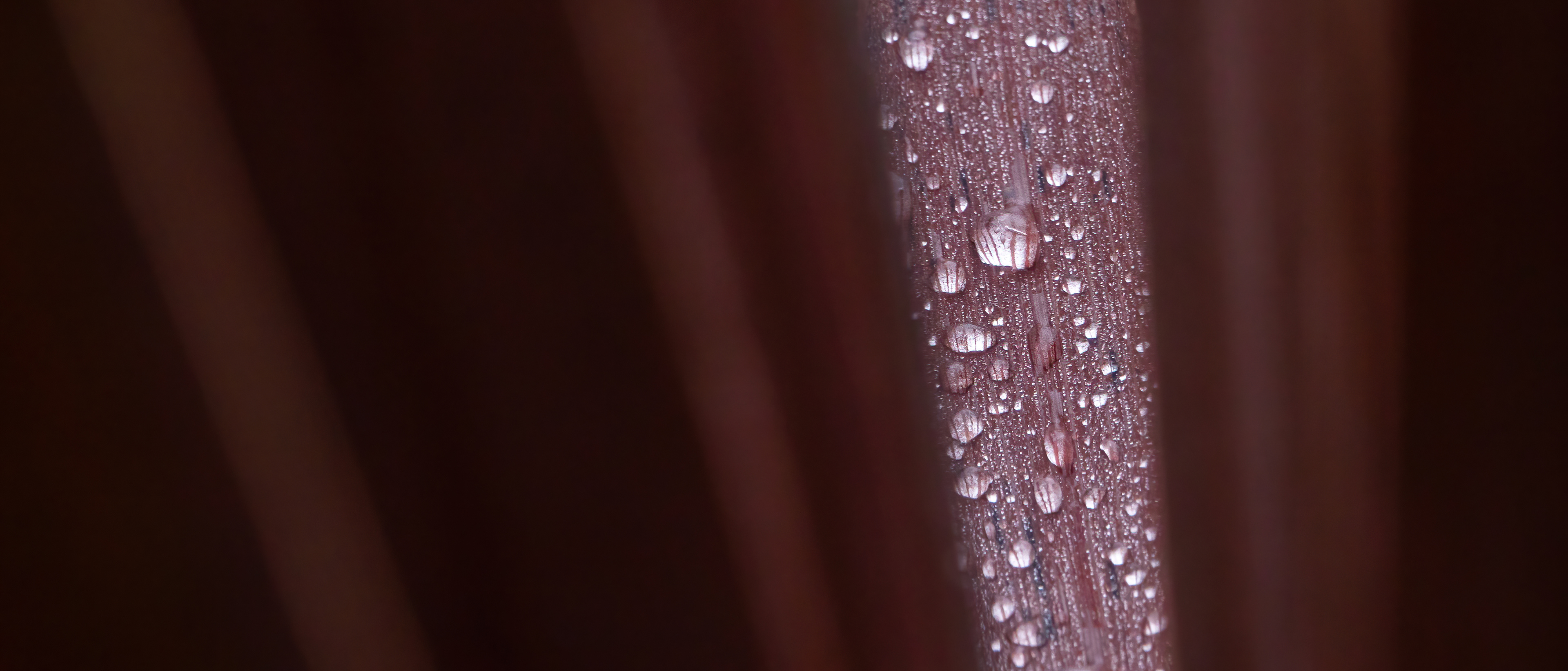 Looking through phormium leaves