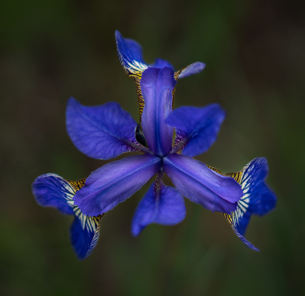 Blue flag iris