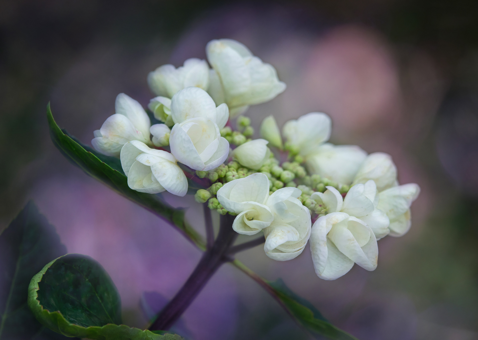 Hydrangea Portfolio #3