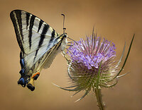 Silver Award - The Guild of Photographers
