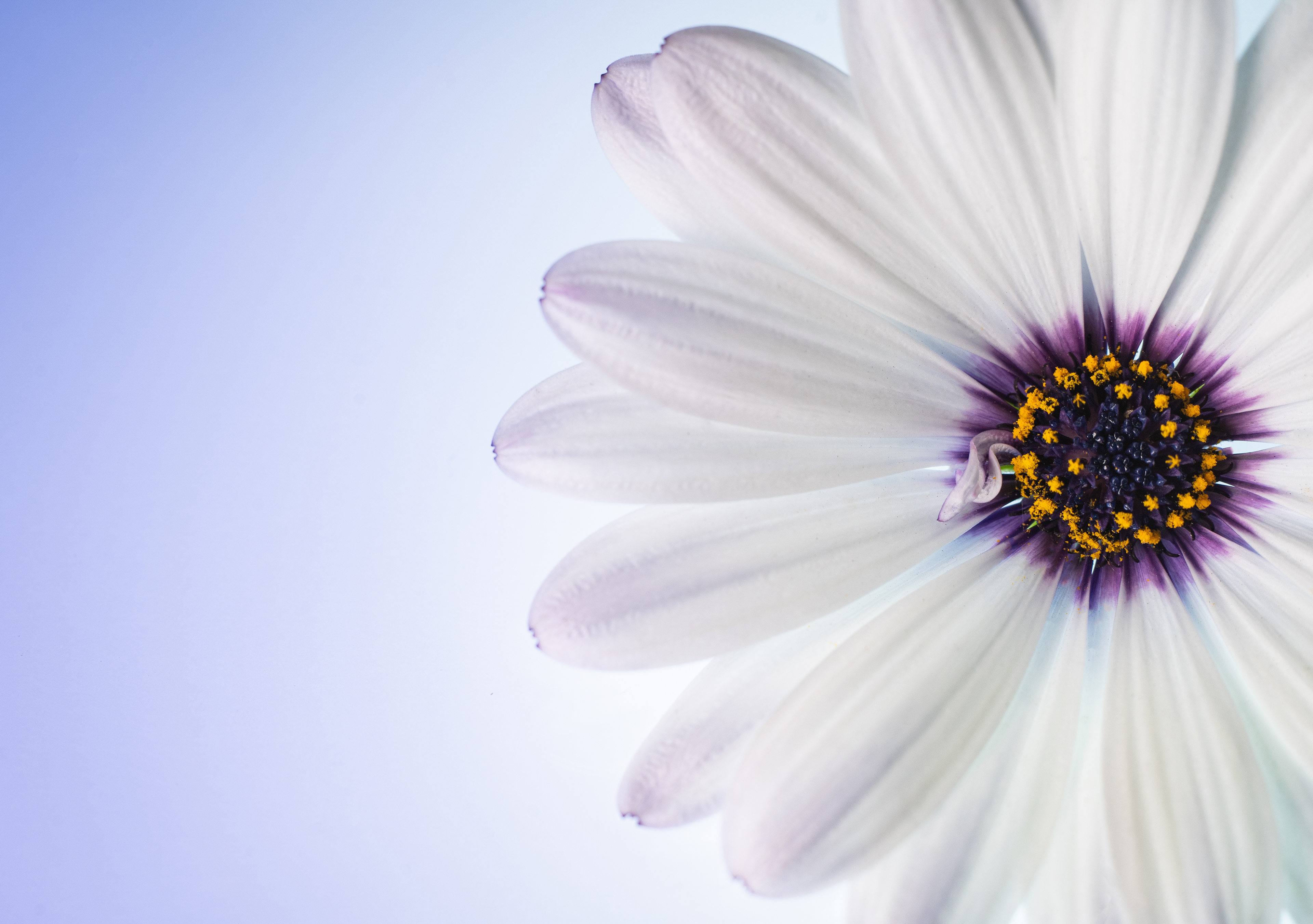 Osteospermum