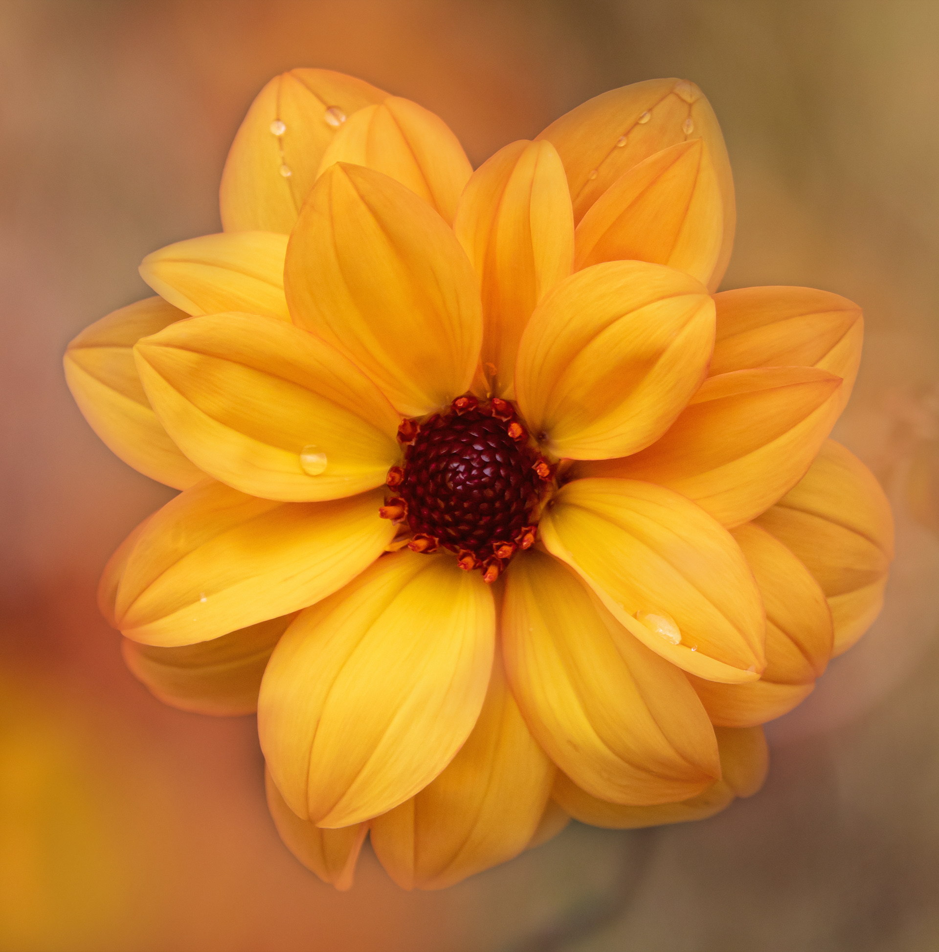 Yellow dahlia