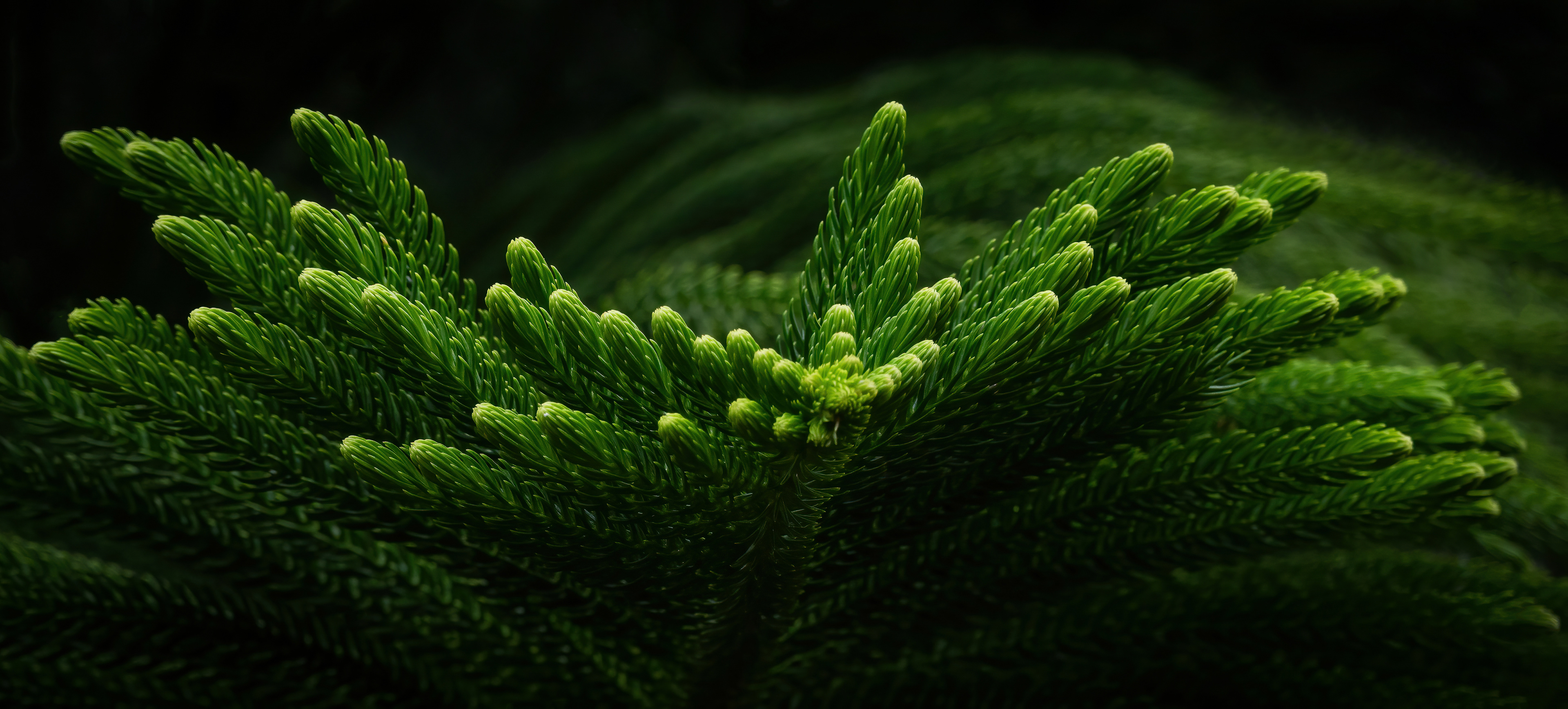 Bronze Award - The Guild of Photographers