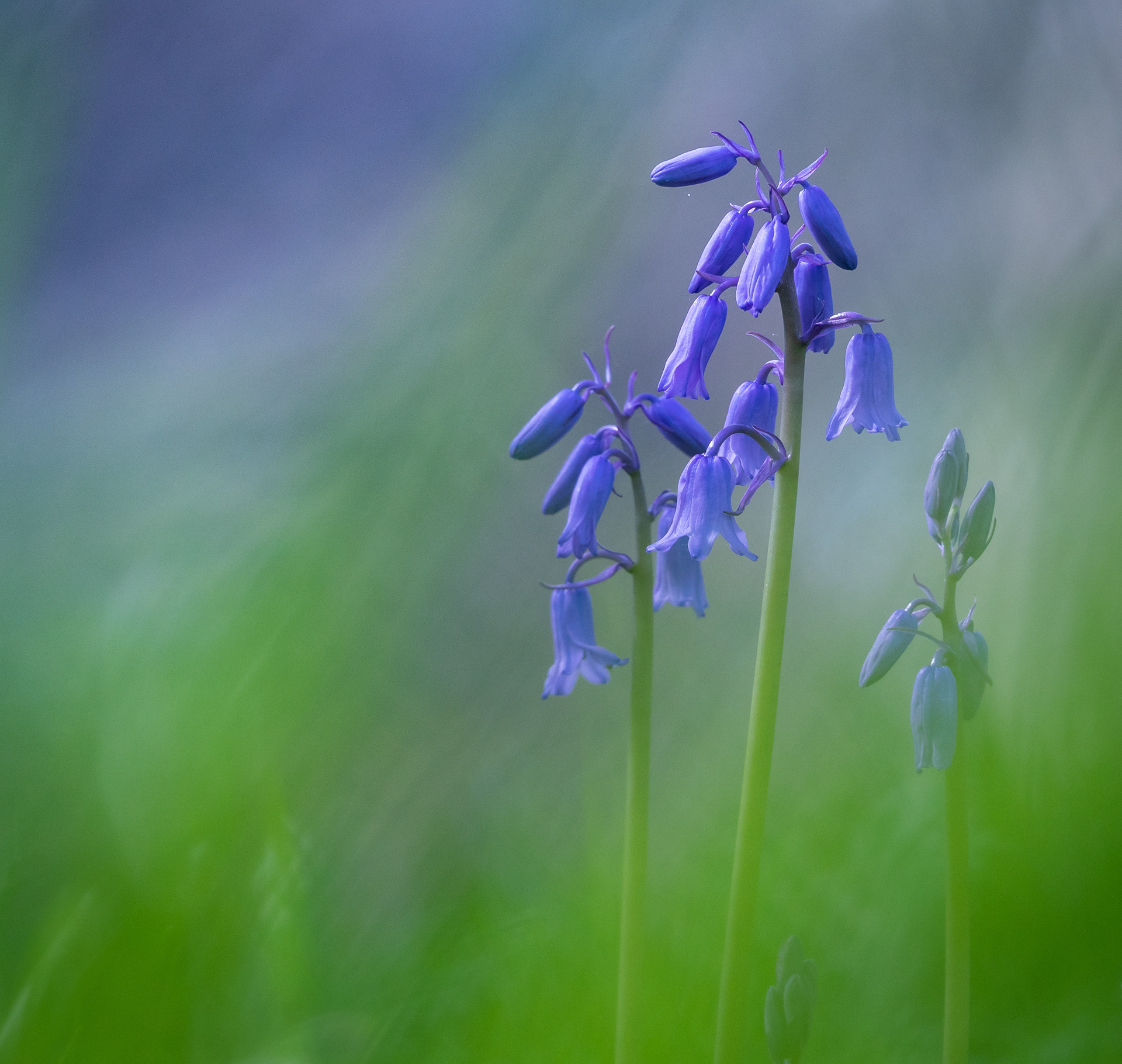 Bluebell haze