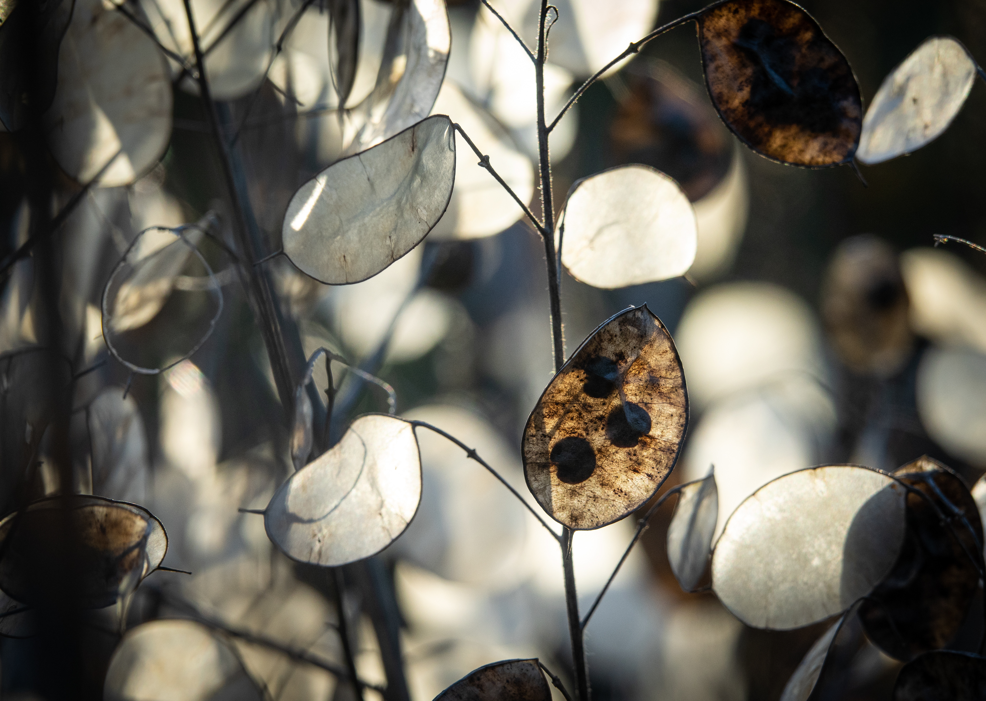 Light through Honesty seed pods