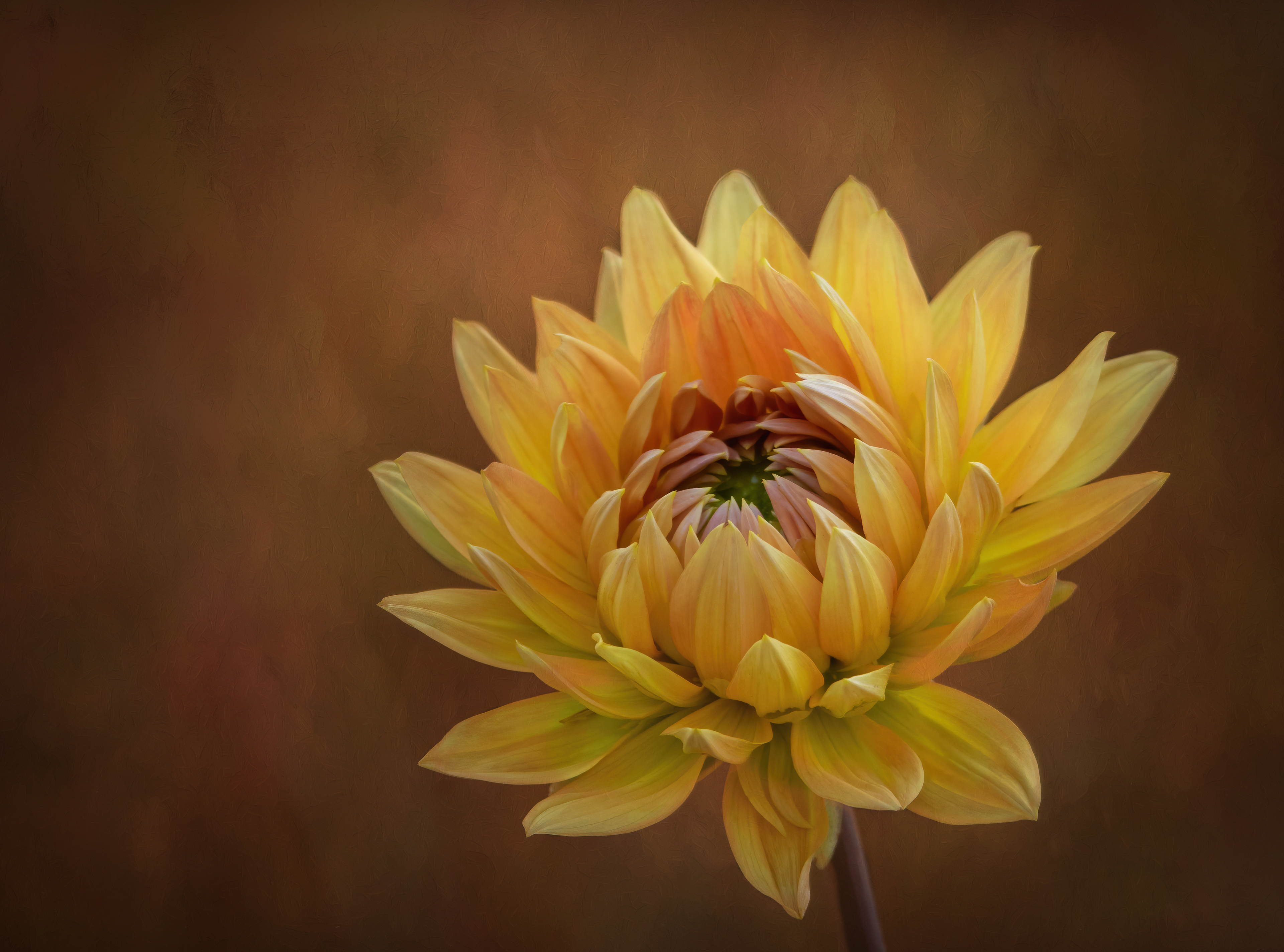Silver Award - The Guild of Photographers