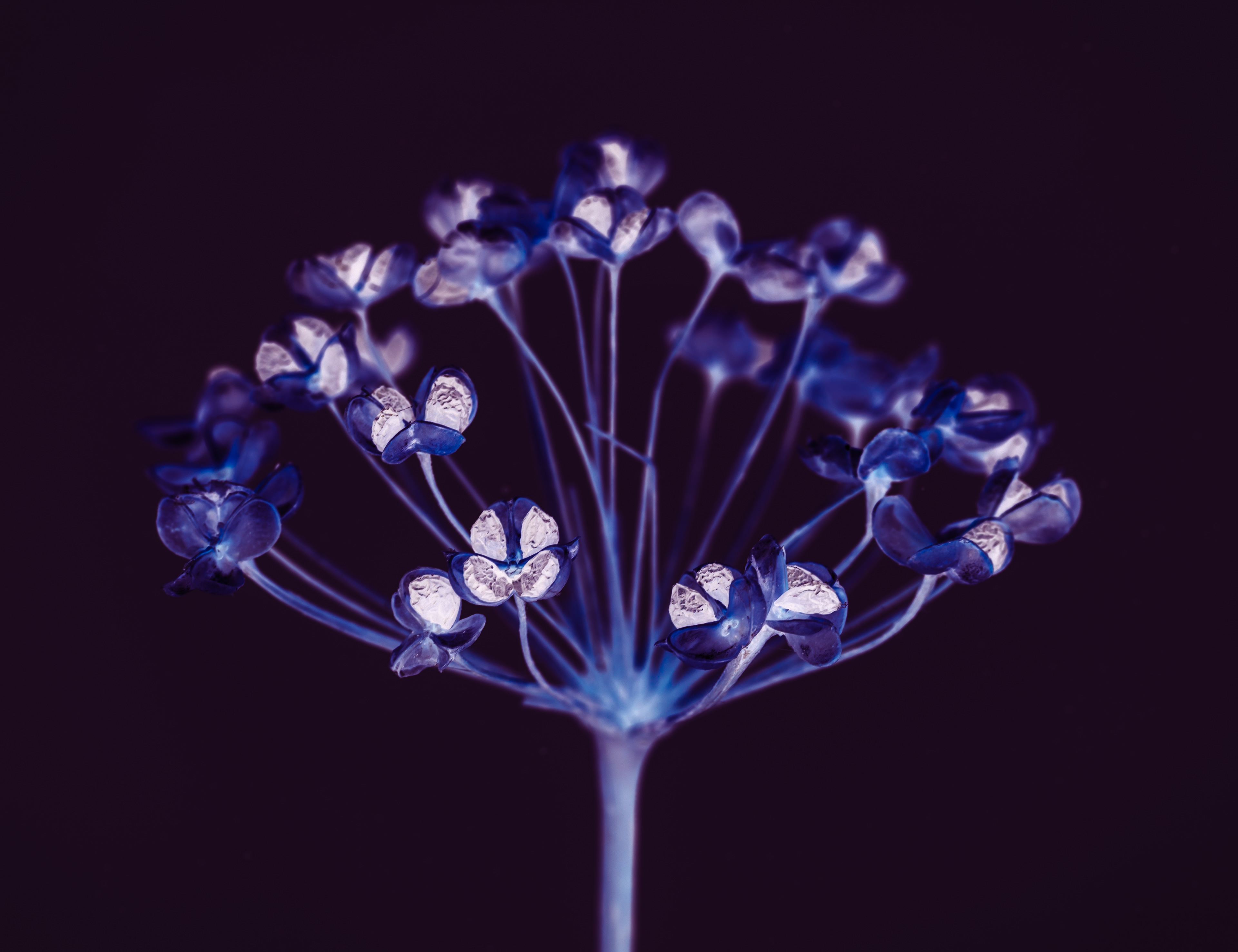 Seed head in colour negative