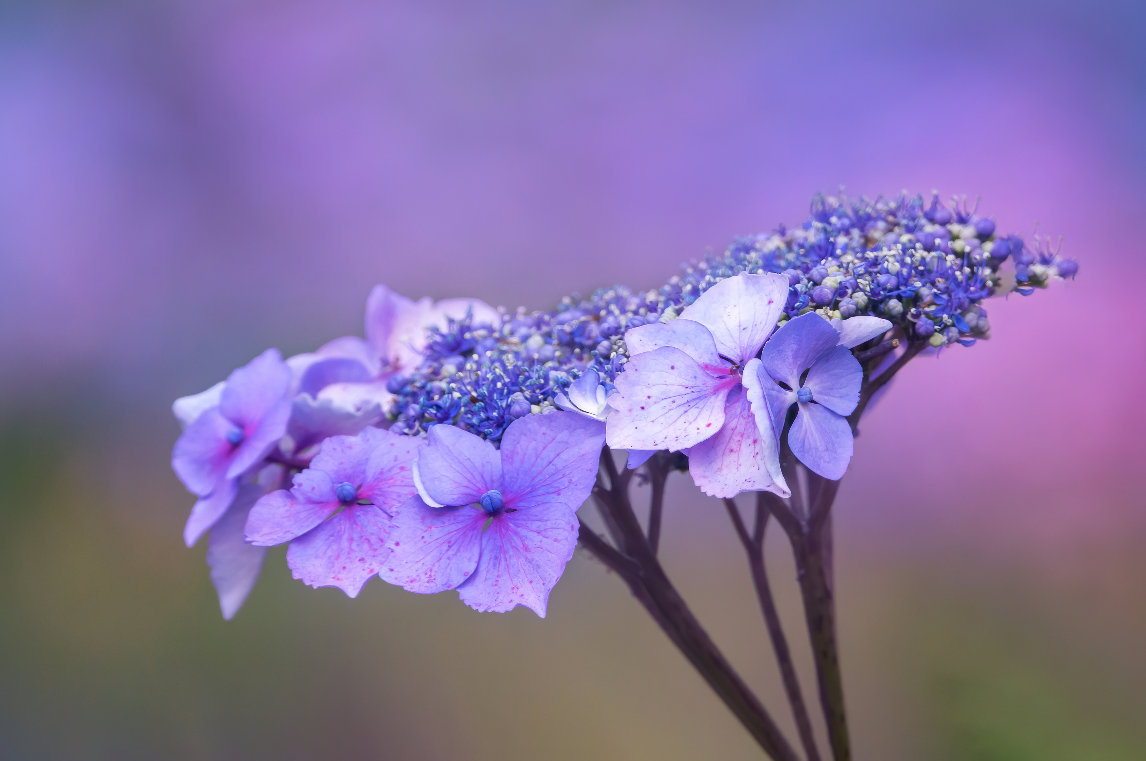 Finalist - RHS Photography Competition - Portfolio