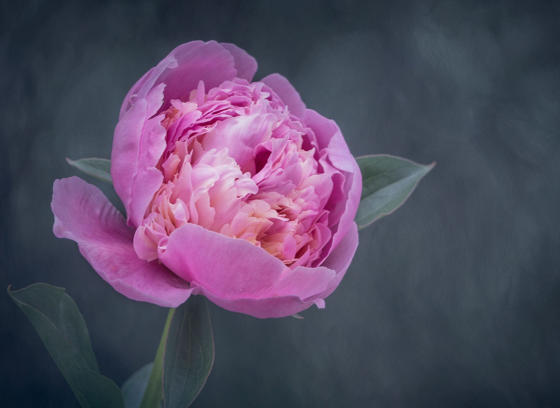Bronze Award - The Guild of Photographers