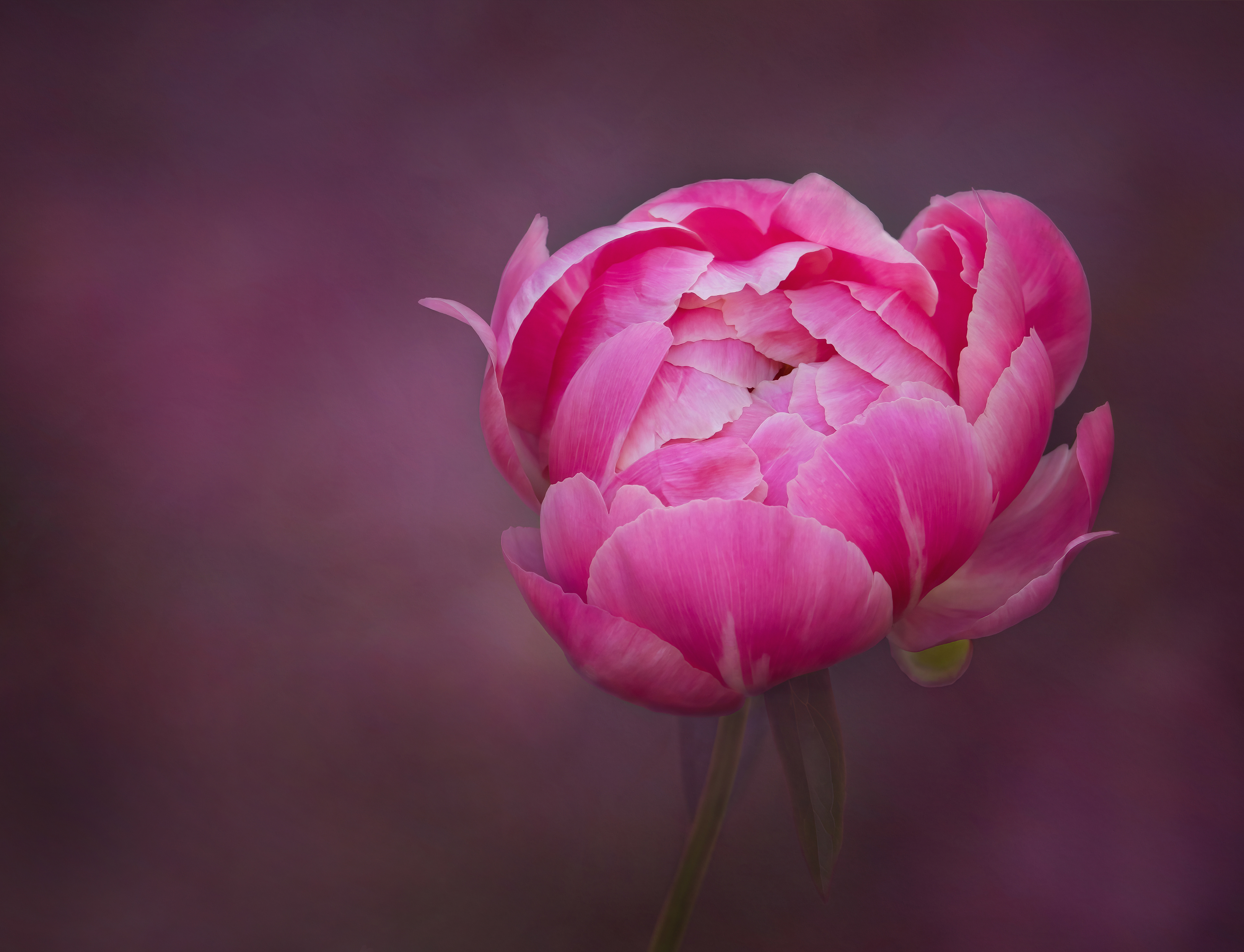 Silver Award - The Guild of Photographers