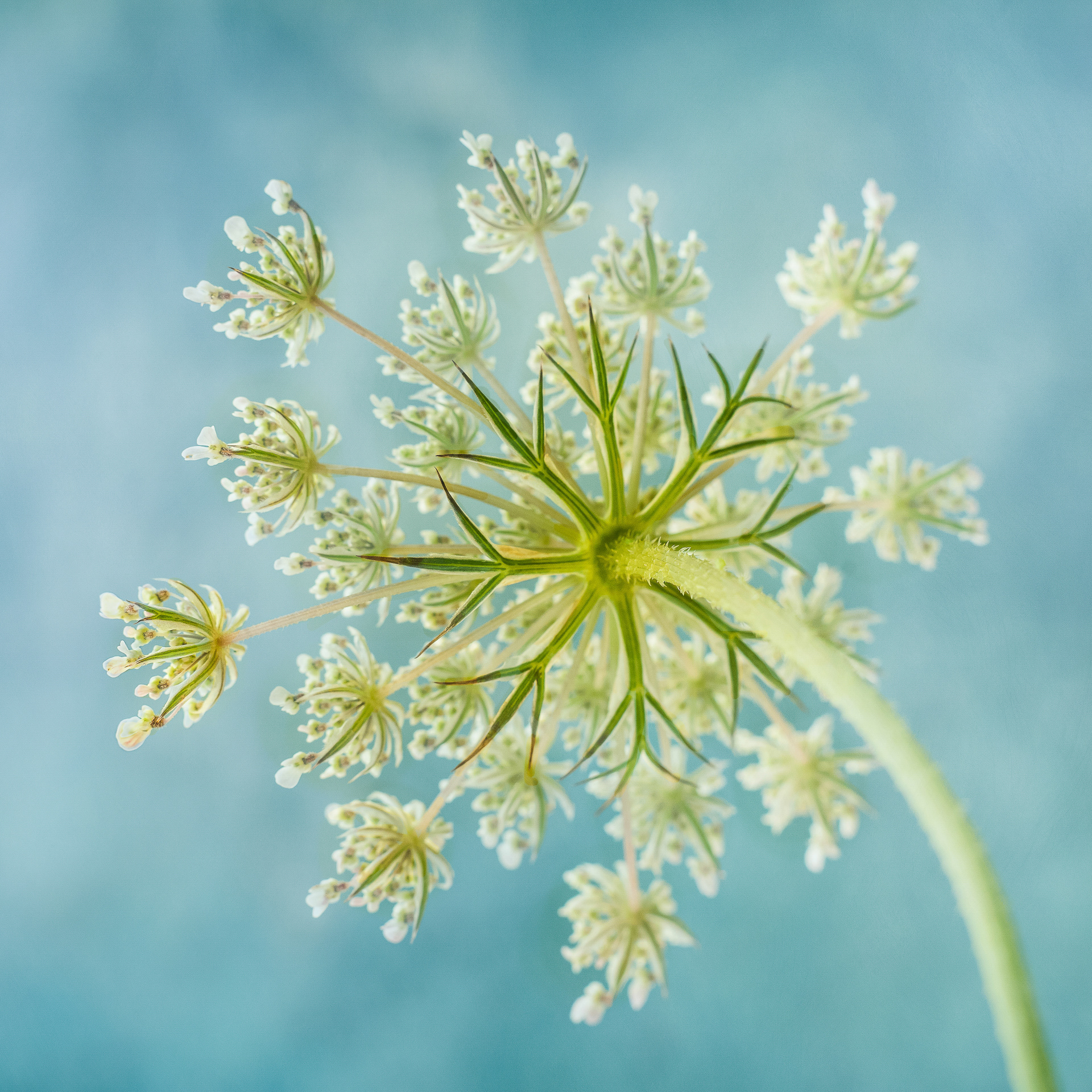 Wild Carrot flower