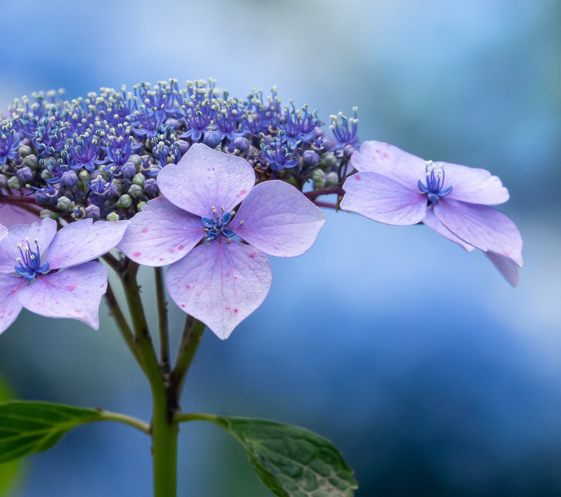 Hydrangea Portfolio #6