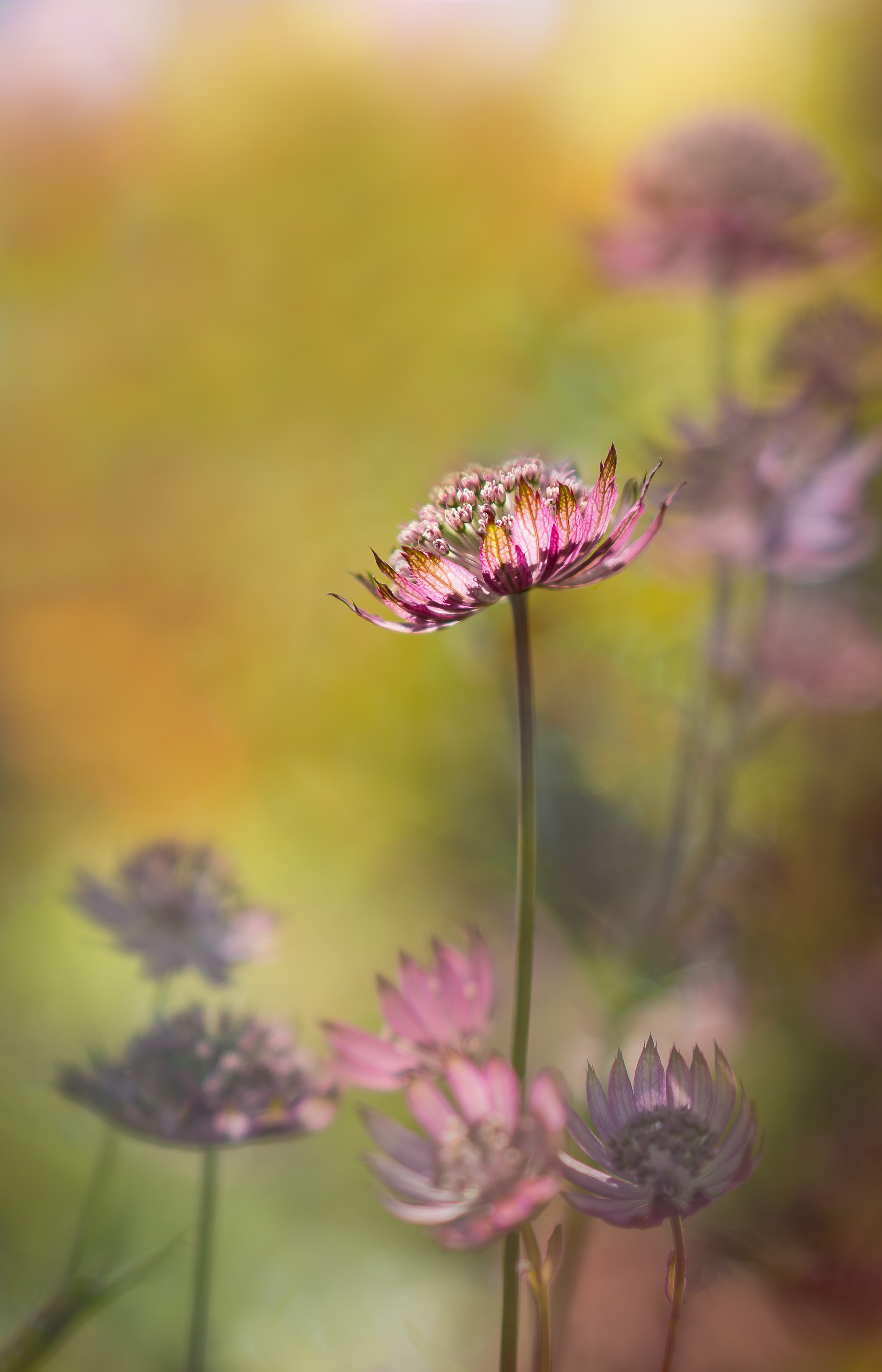 High Bronze Award - The Guild of Photographers