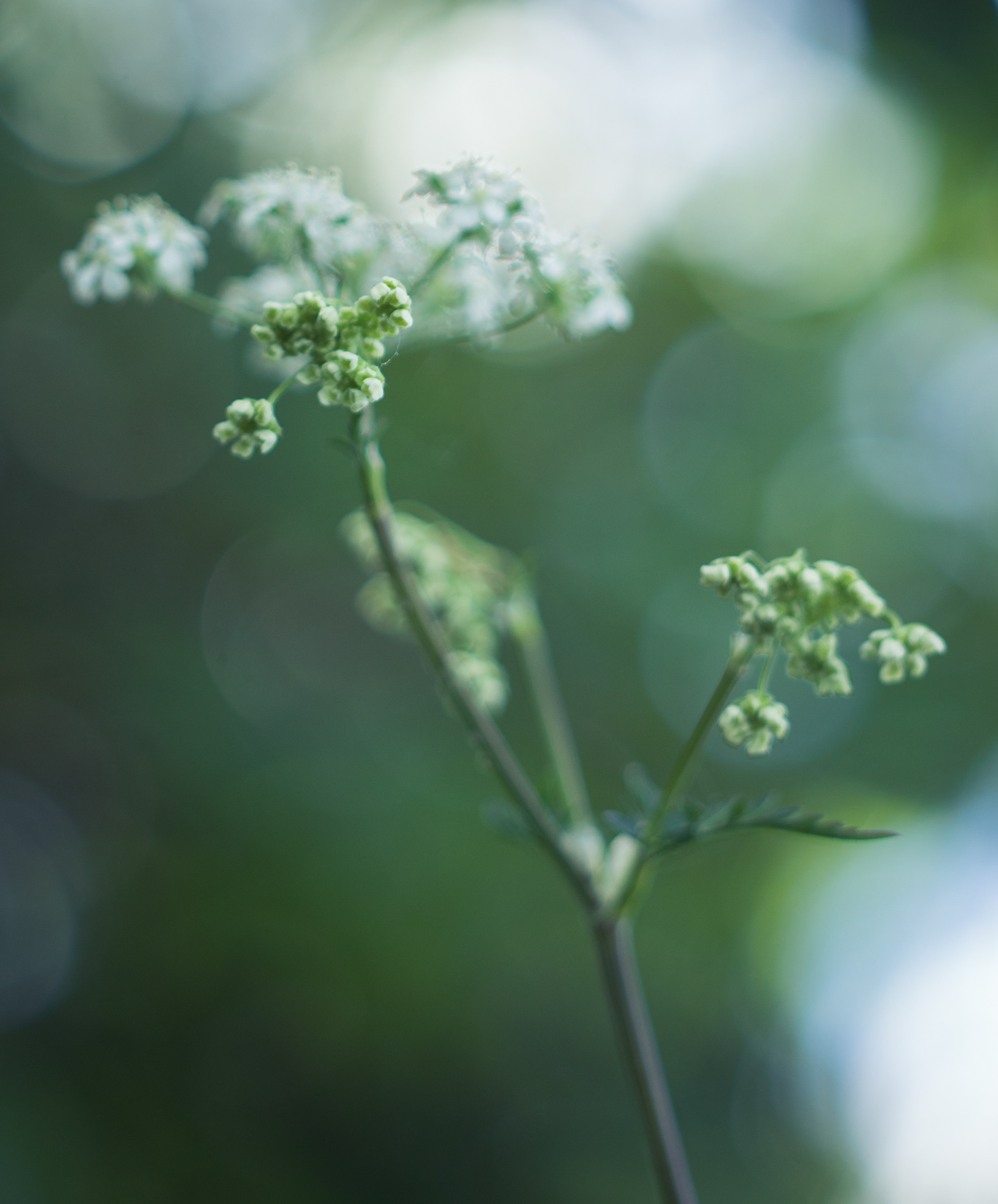 Cow parsley light