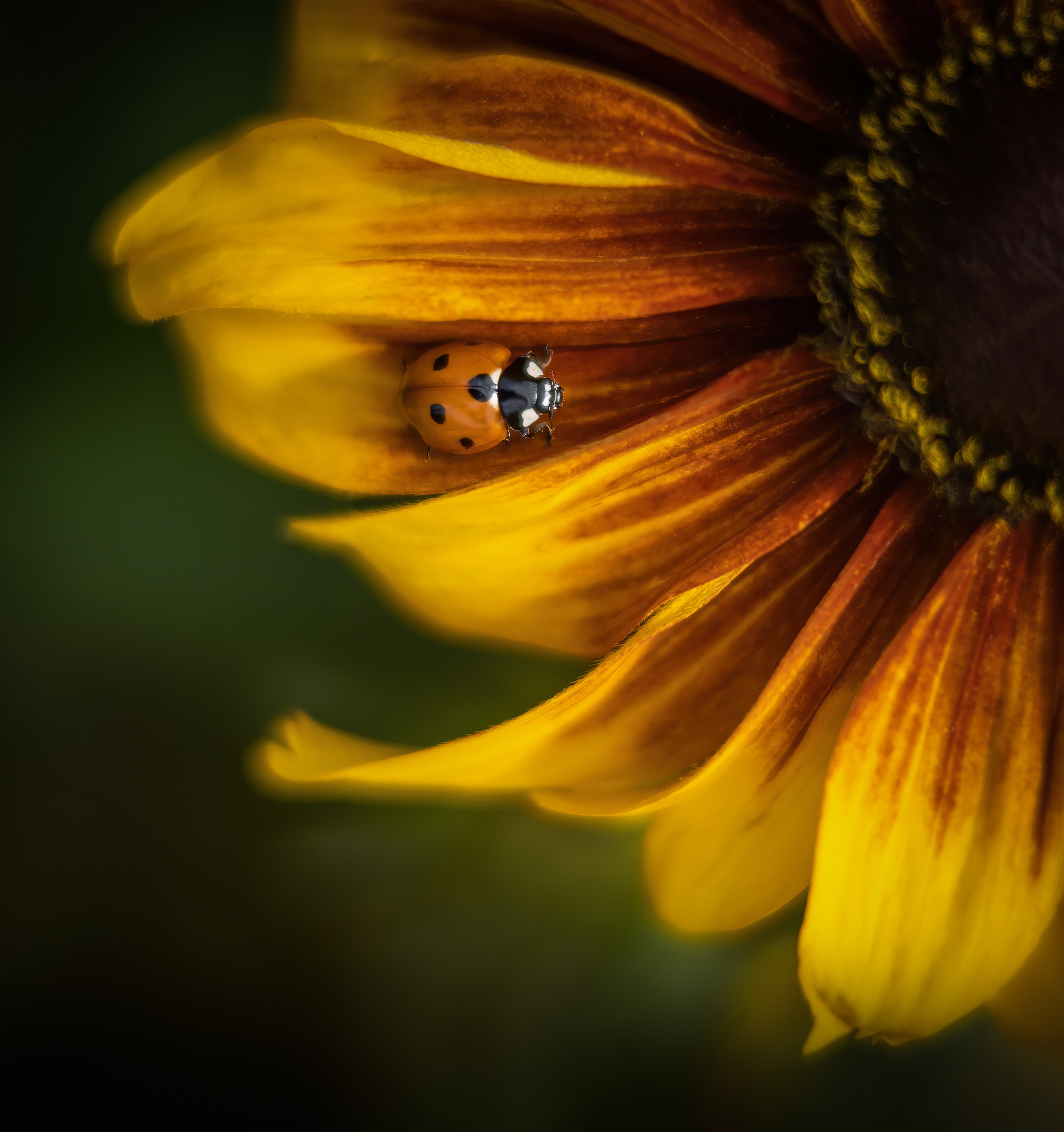 Finalist - Gordon Rae Garden Photographer of the Year 2020