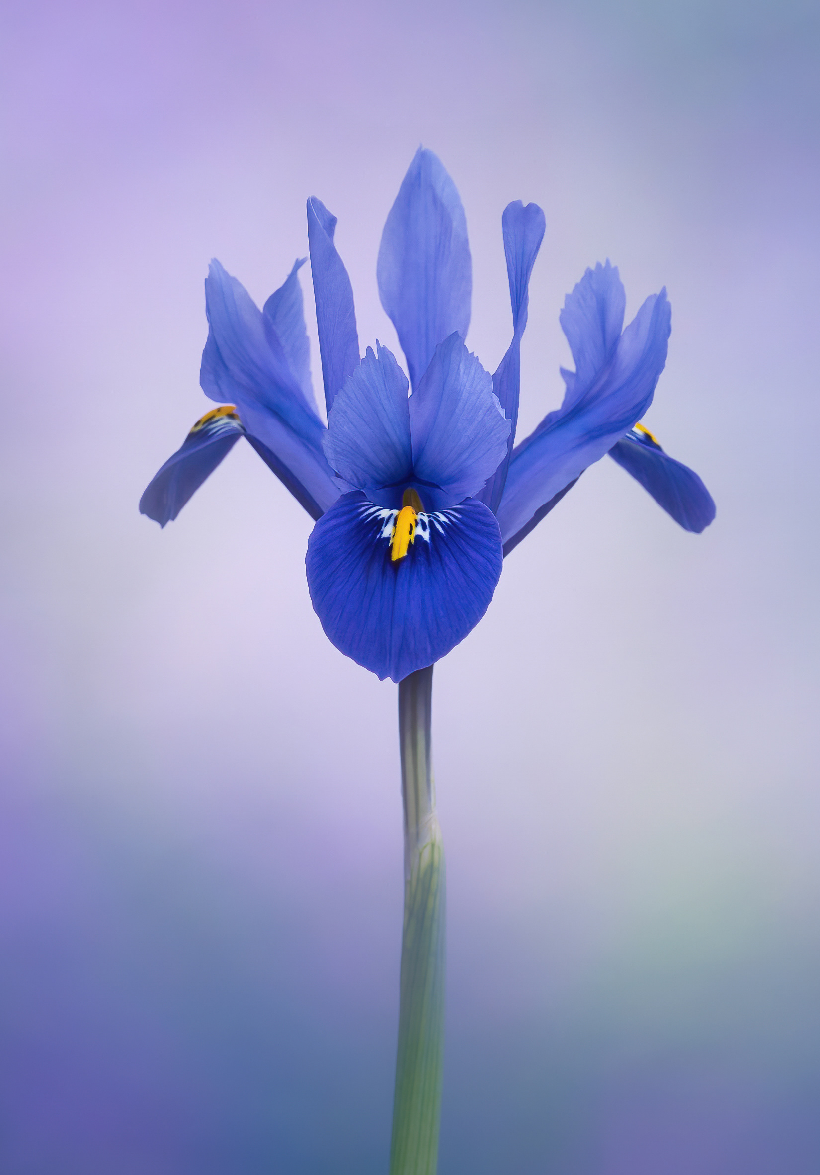 Iris Reticulata