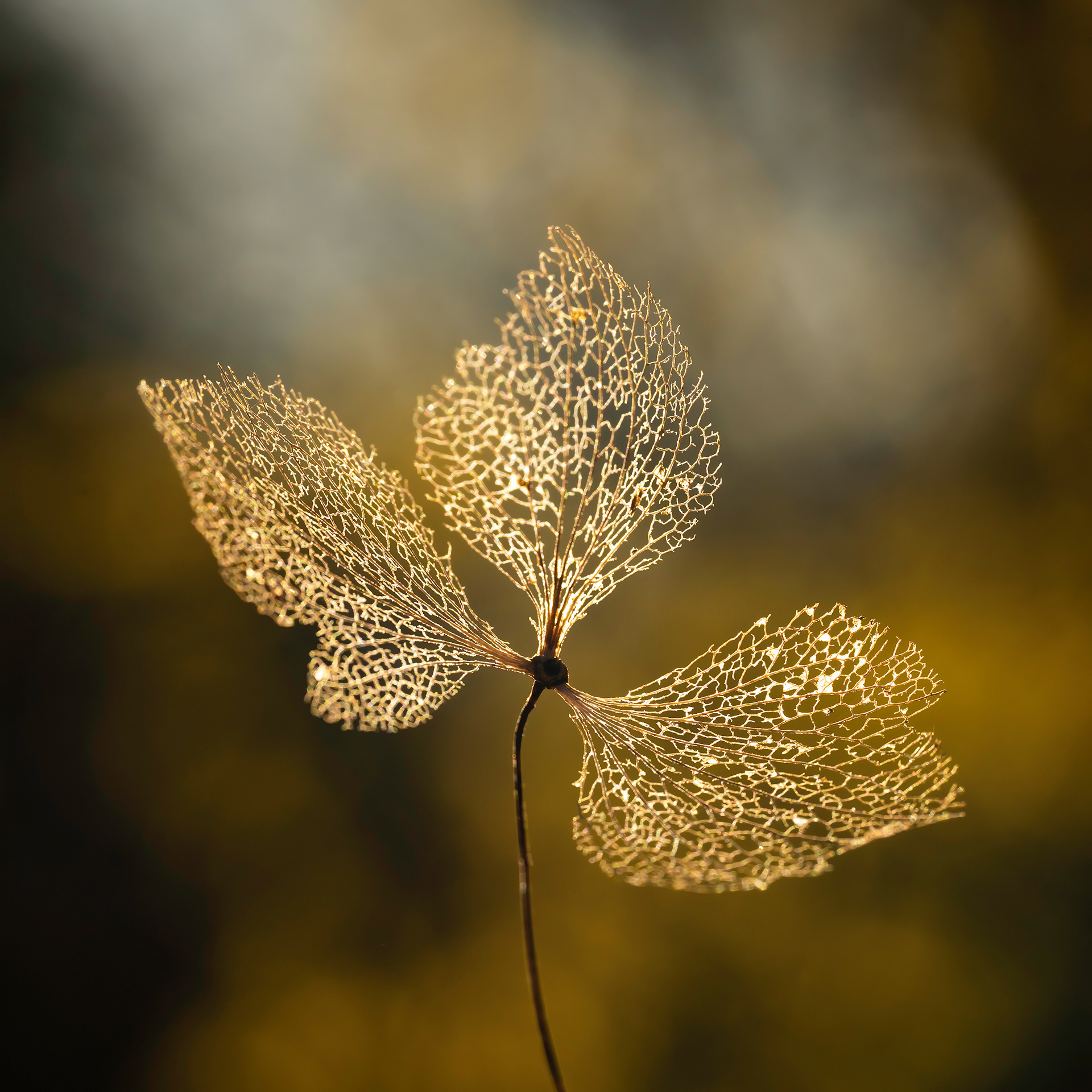Skeletal Hydrangea