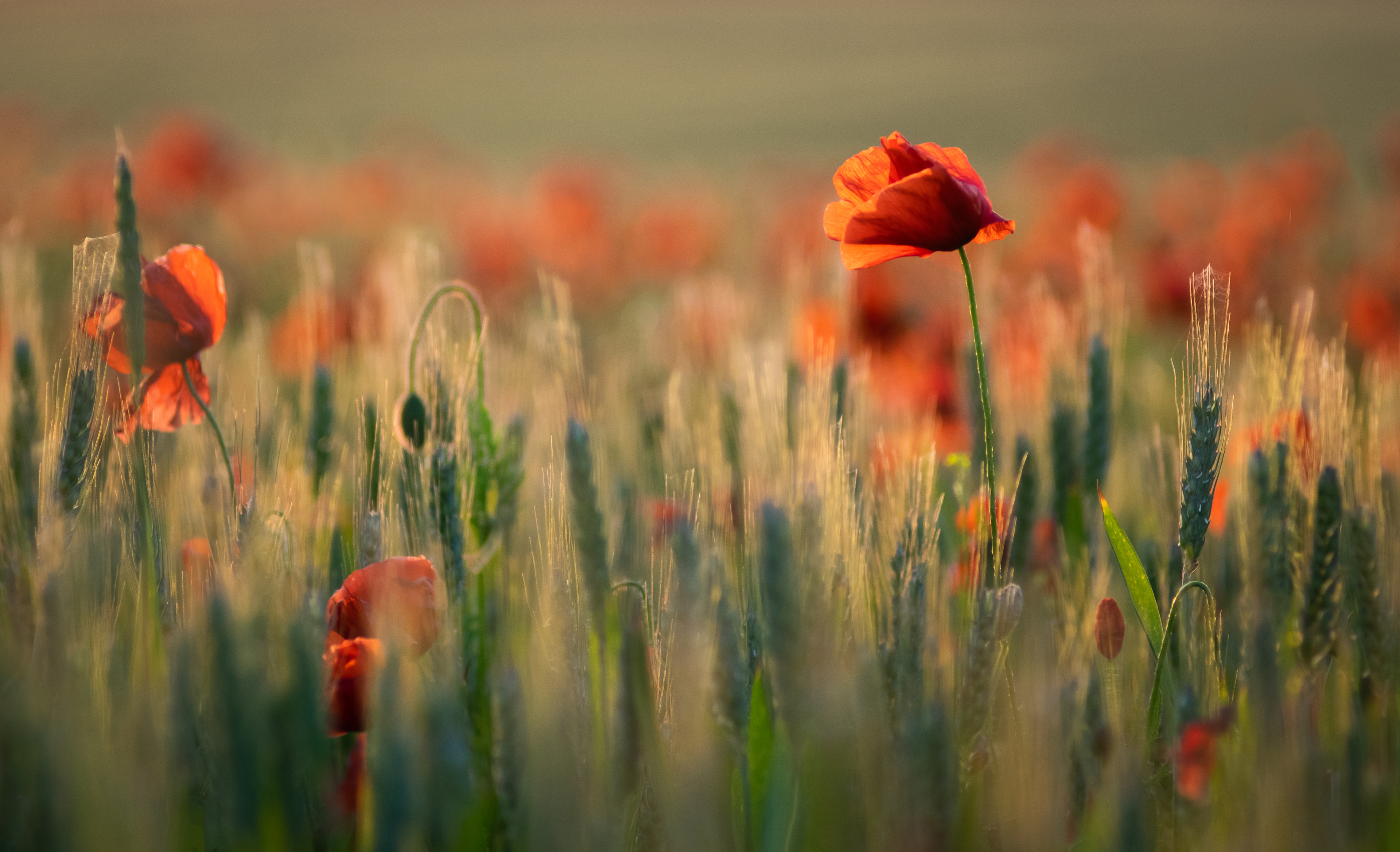 Poppy field