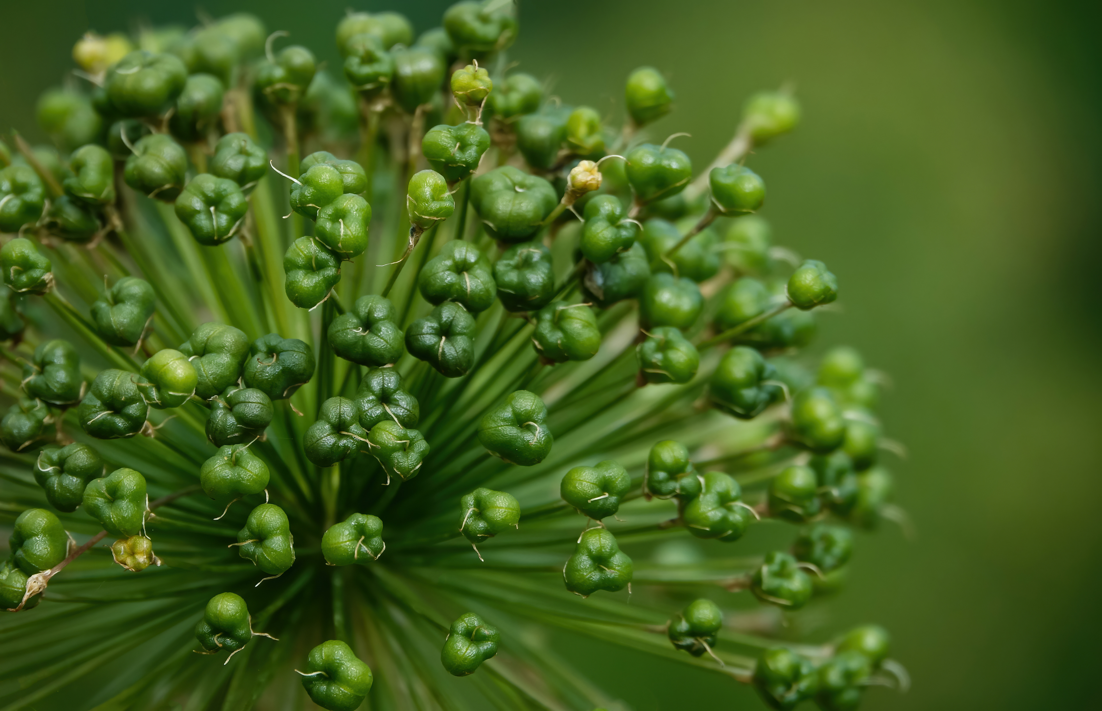 Alium seedhead