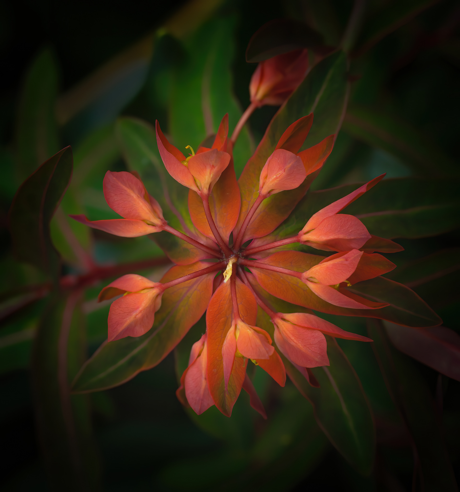 Finalist - Gordon Rae Garden Photographer of the Year 2020