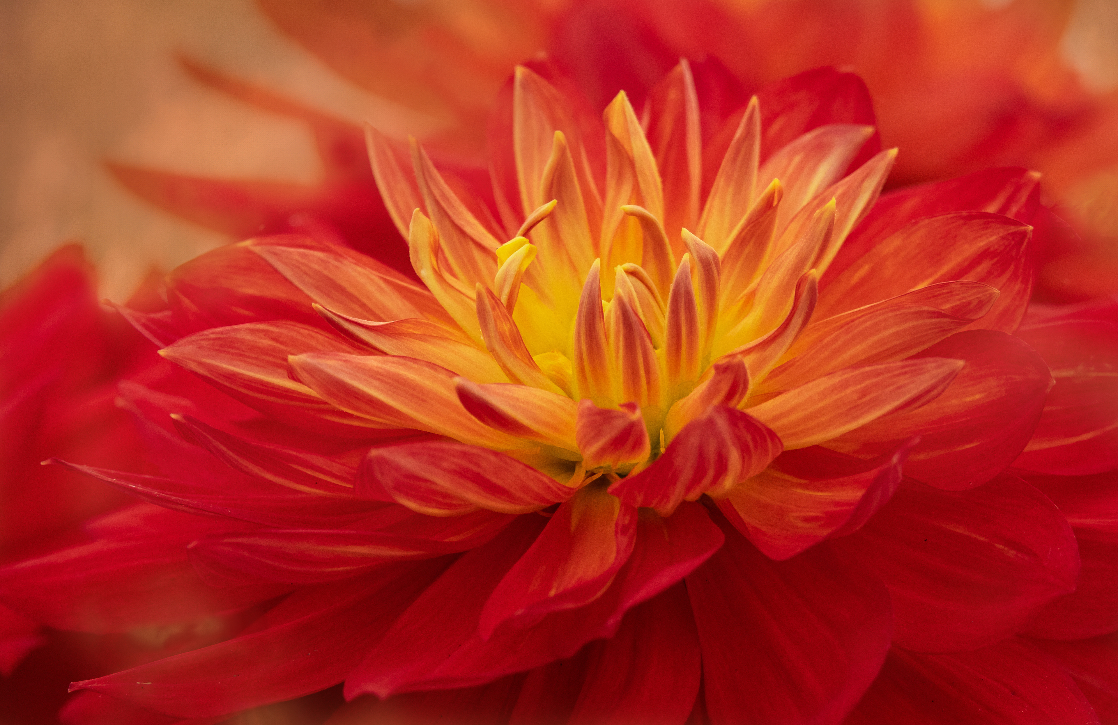 Red and yellow cactus dahlia