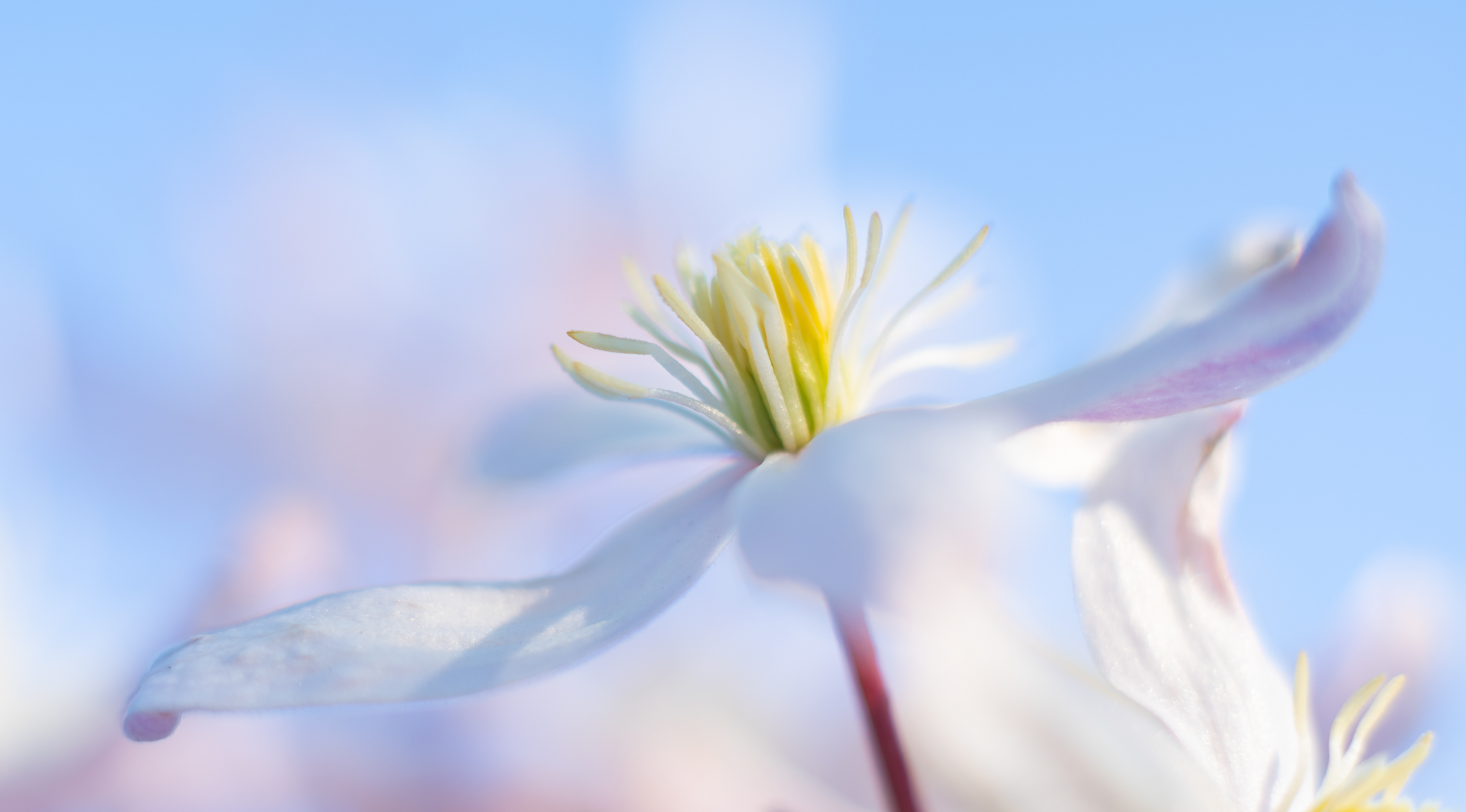 Early flowering clematis