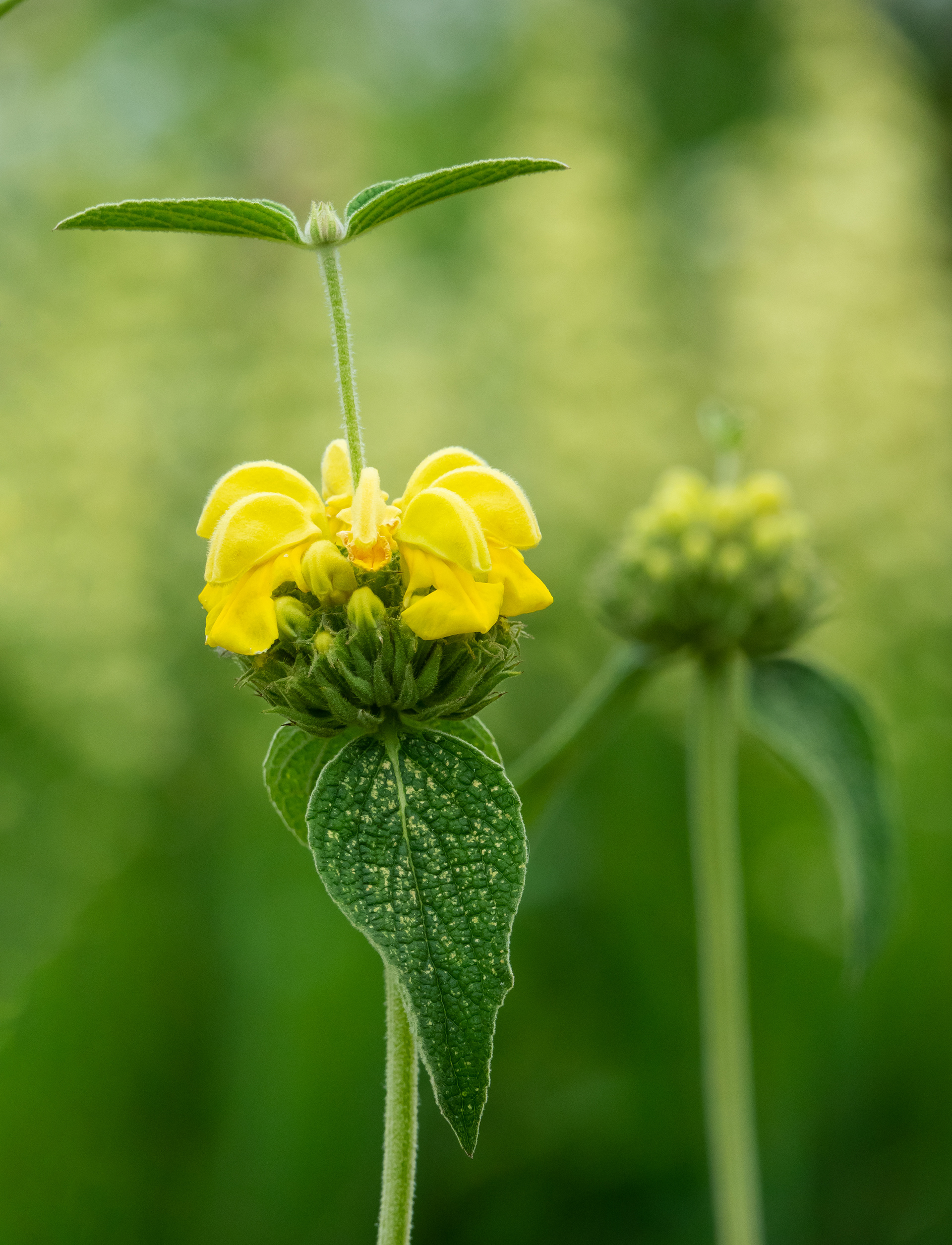 Phlomis