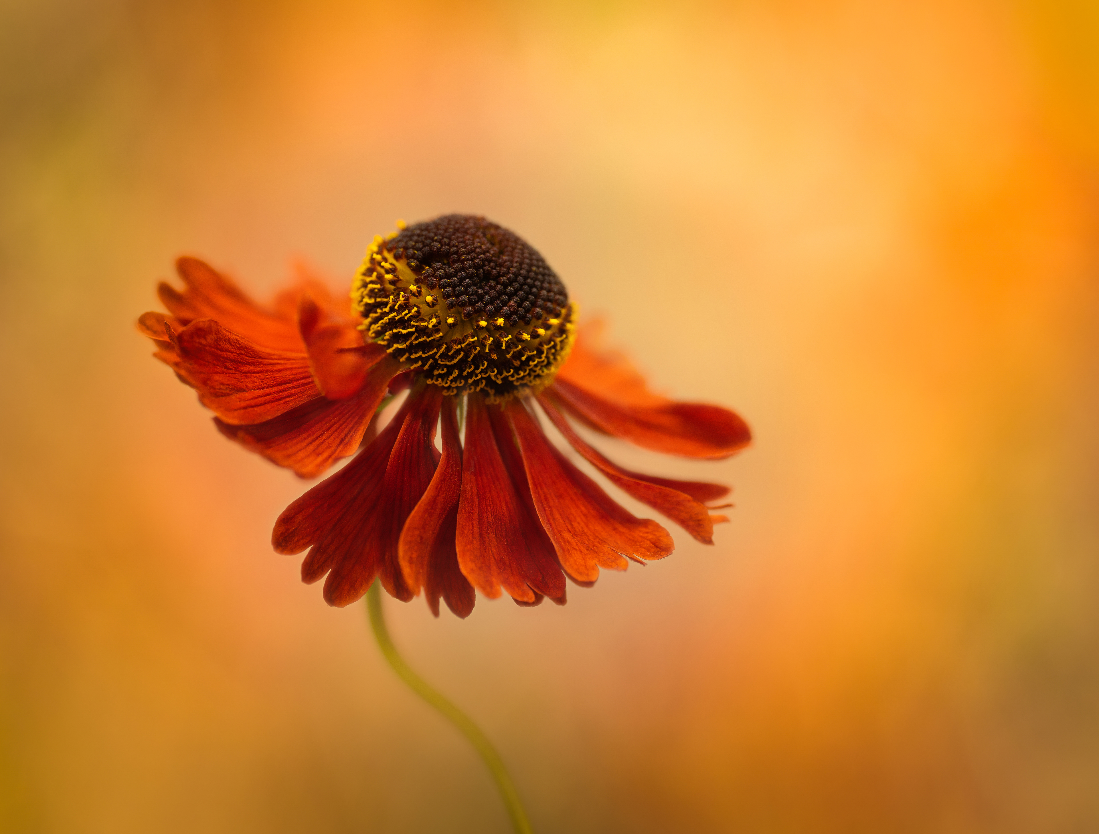 Red Helenium Sunset