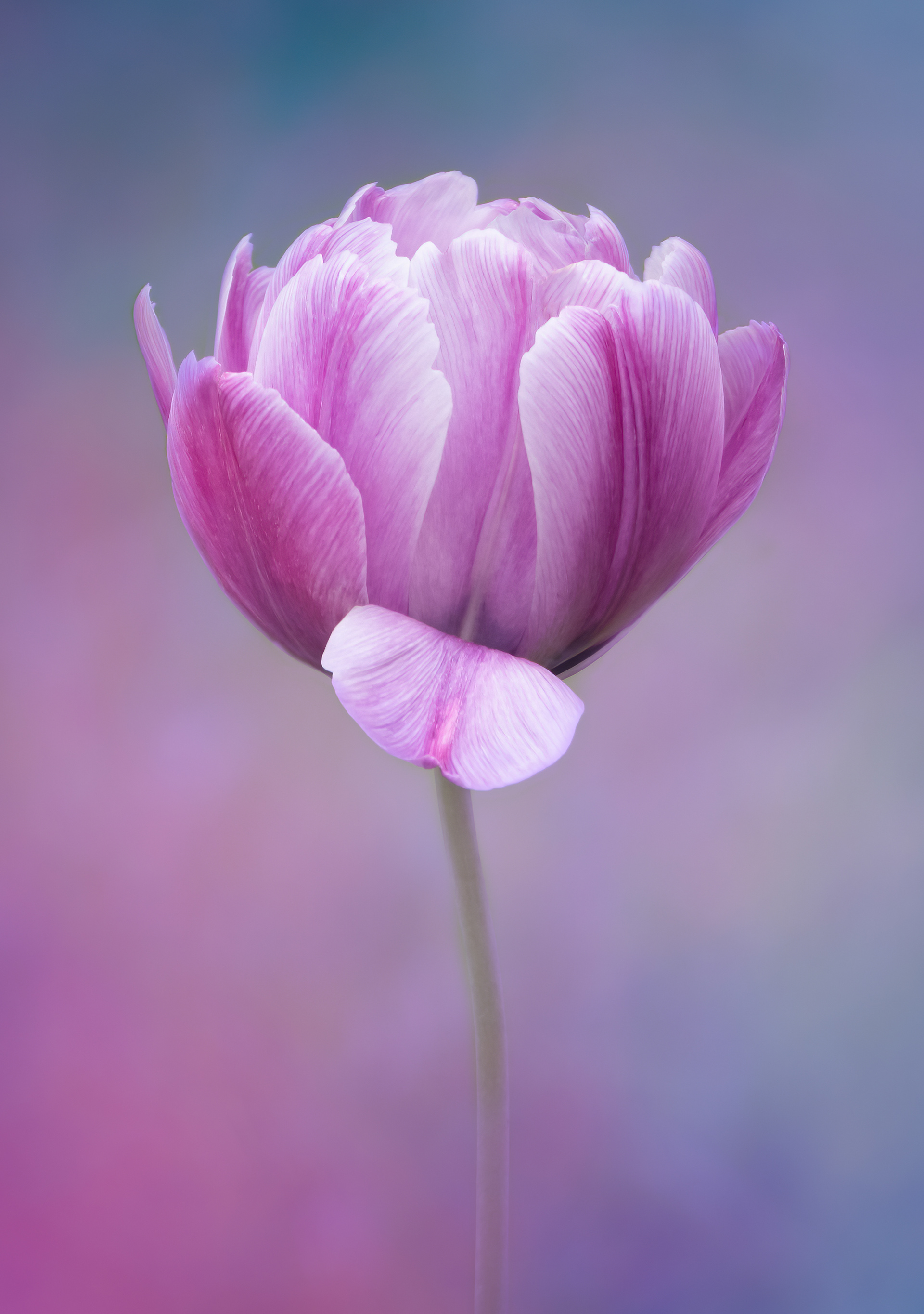 Pink Tulip