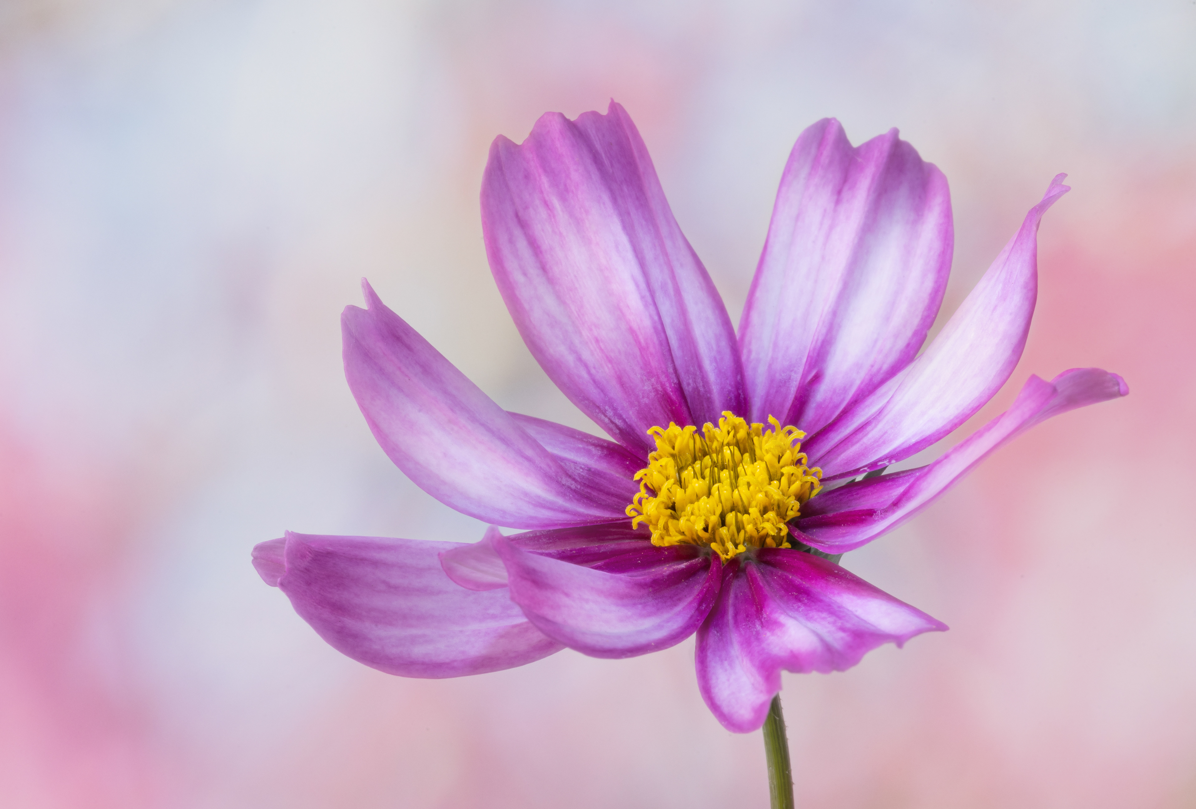 Pink cosmos