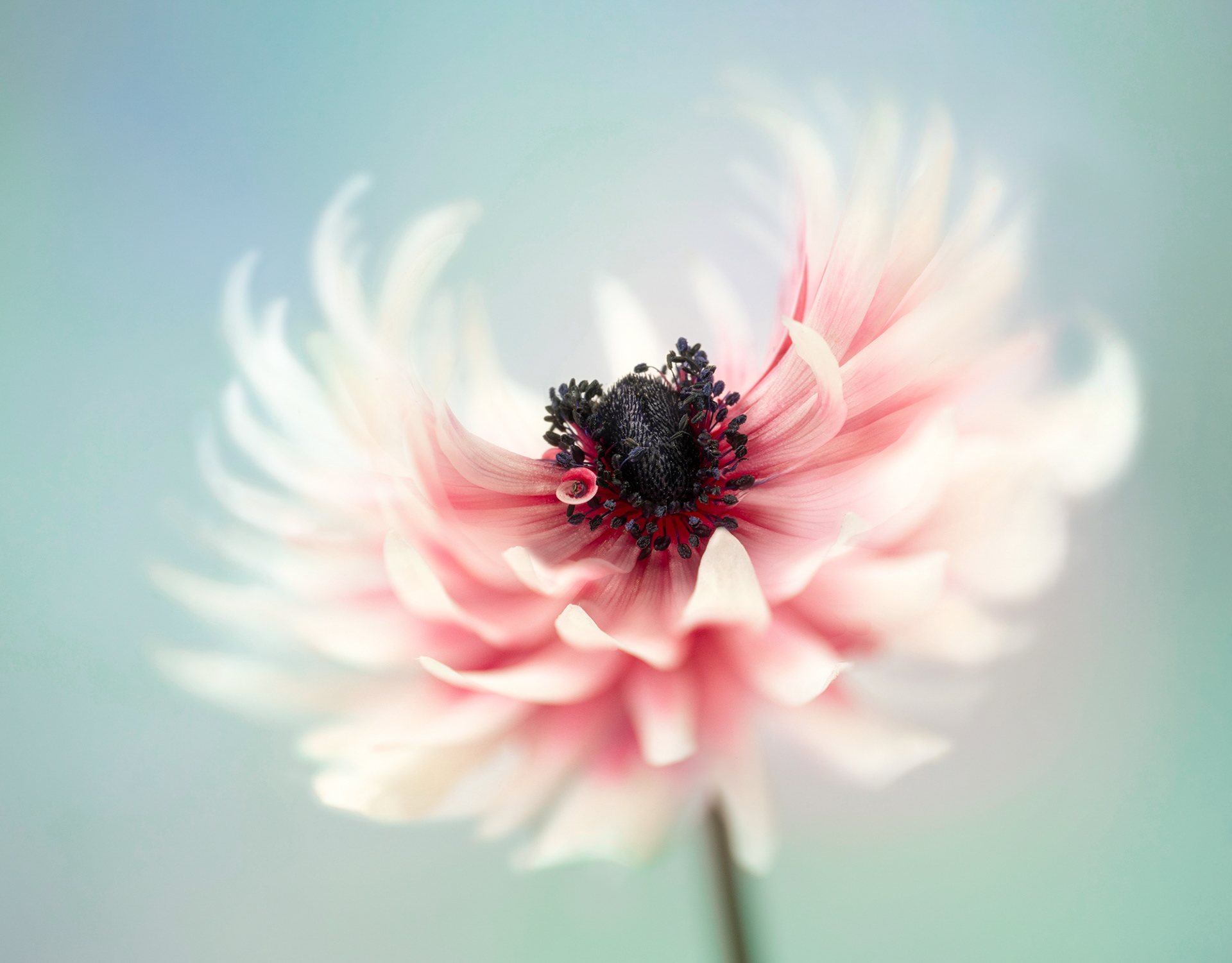 Winning Portfolio in Garden Photographer of the Year