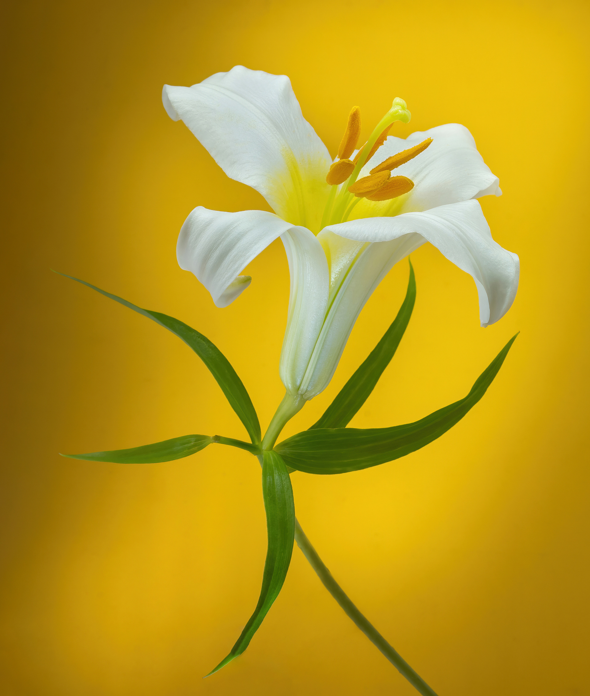 Silver Award - The Guild of Photographers