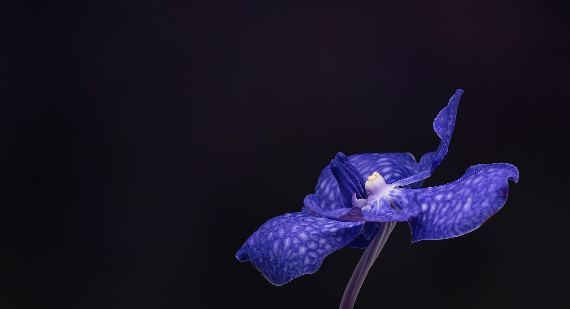 Purple orchid flower