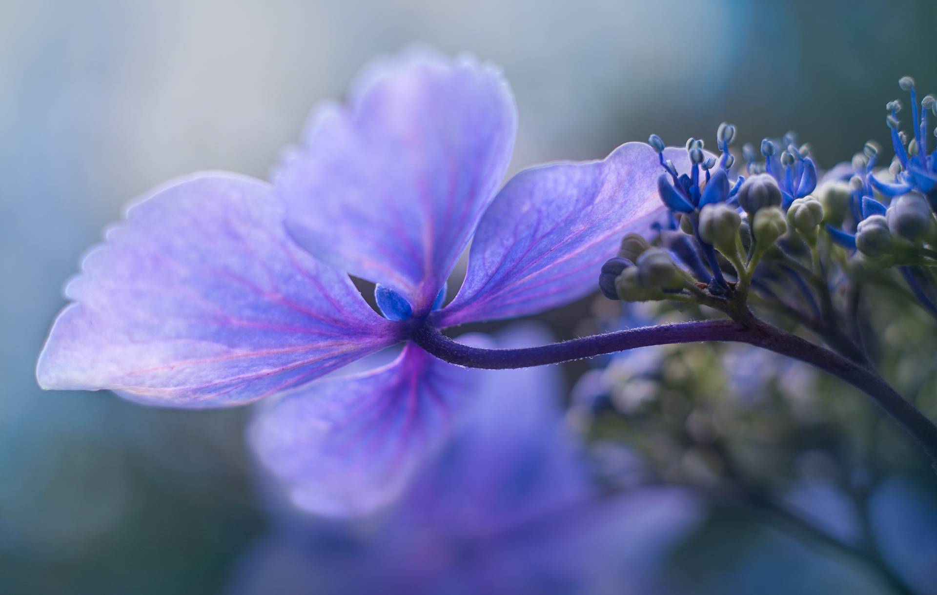 Hydrangea Portfolio #7