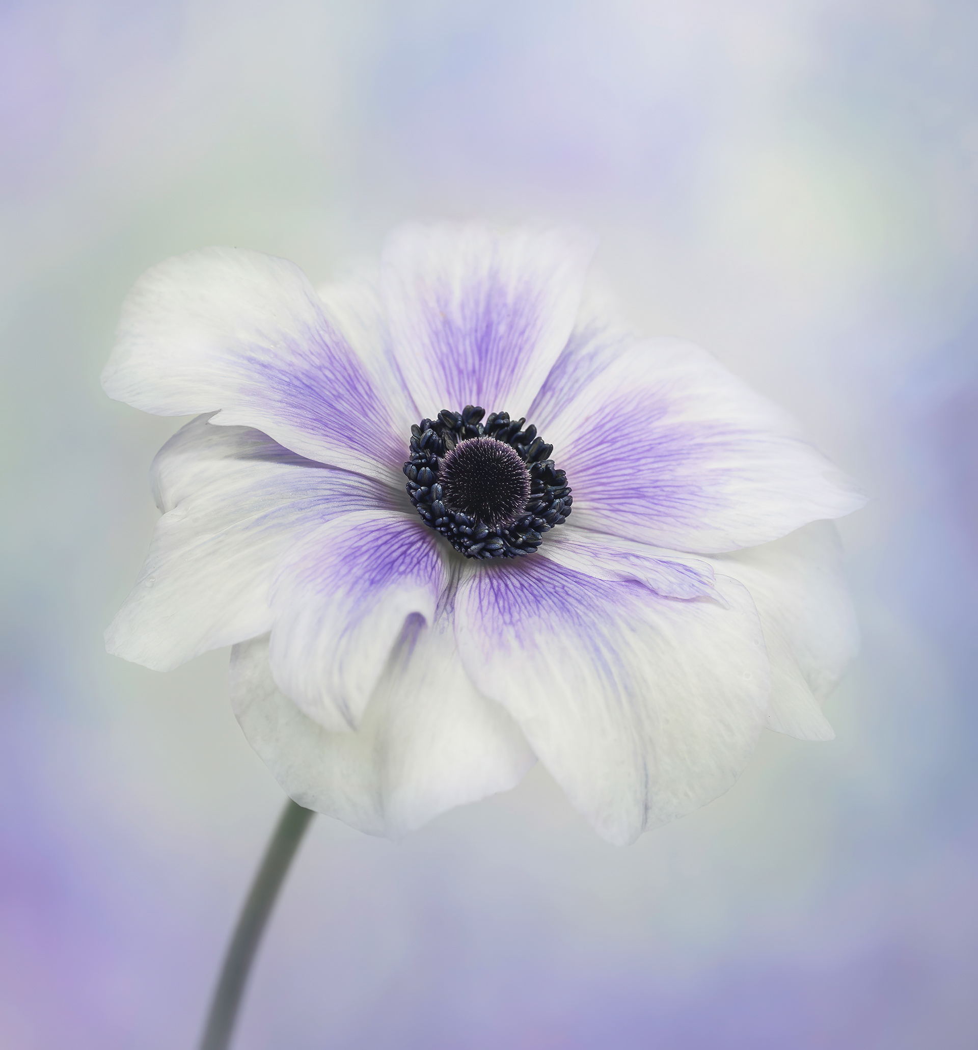 Anemone blues