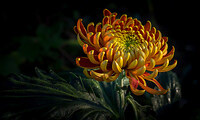 Silver Award - The Guild of Photographers