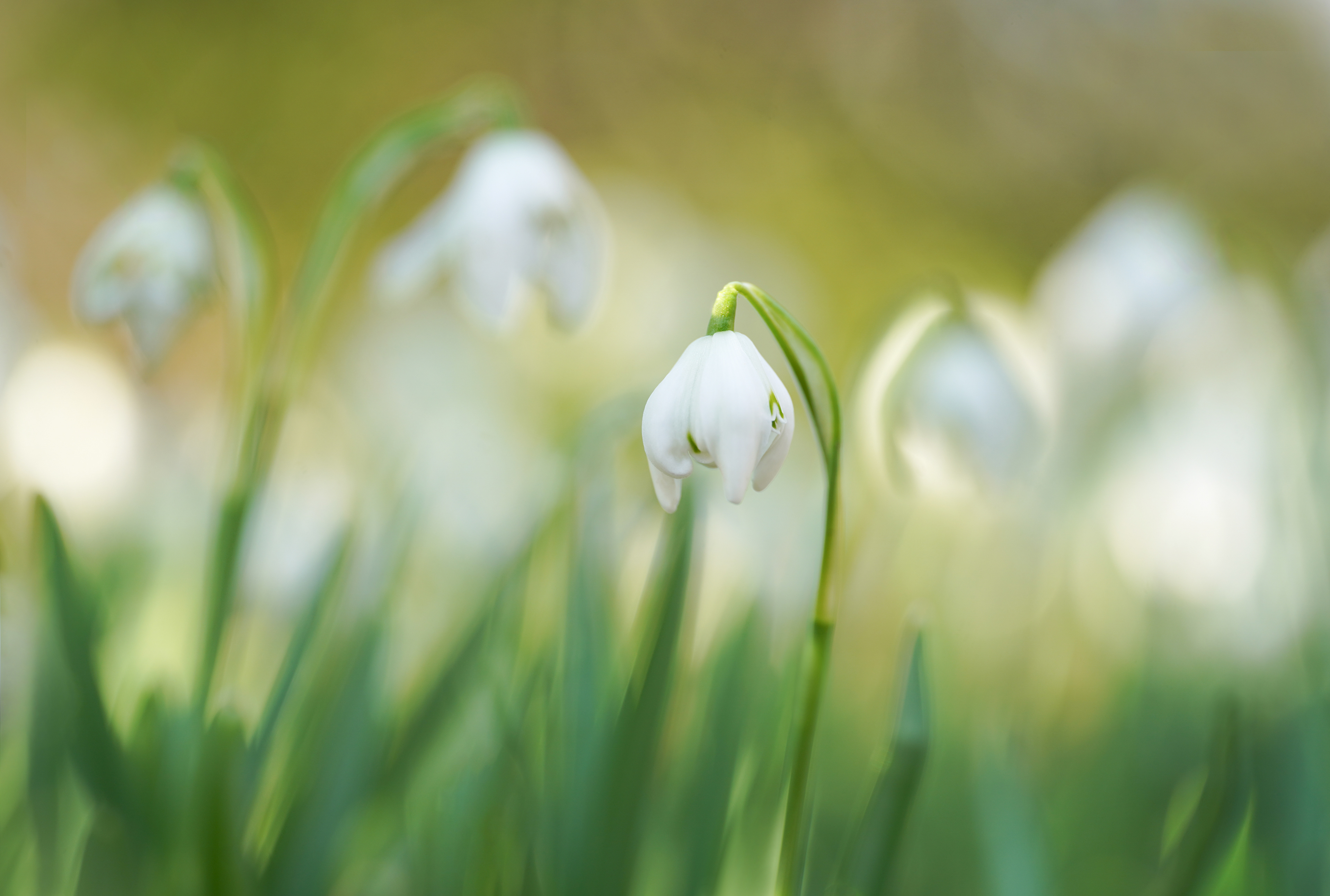 Snowdrops in winter light