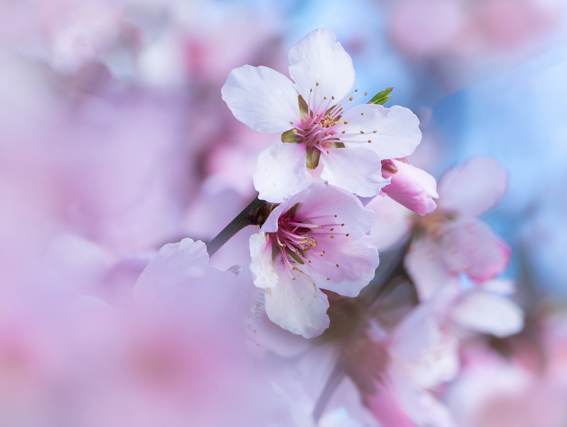 Almond blossom