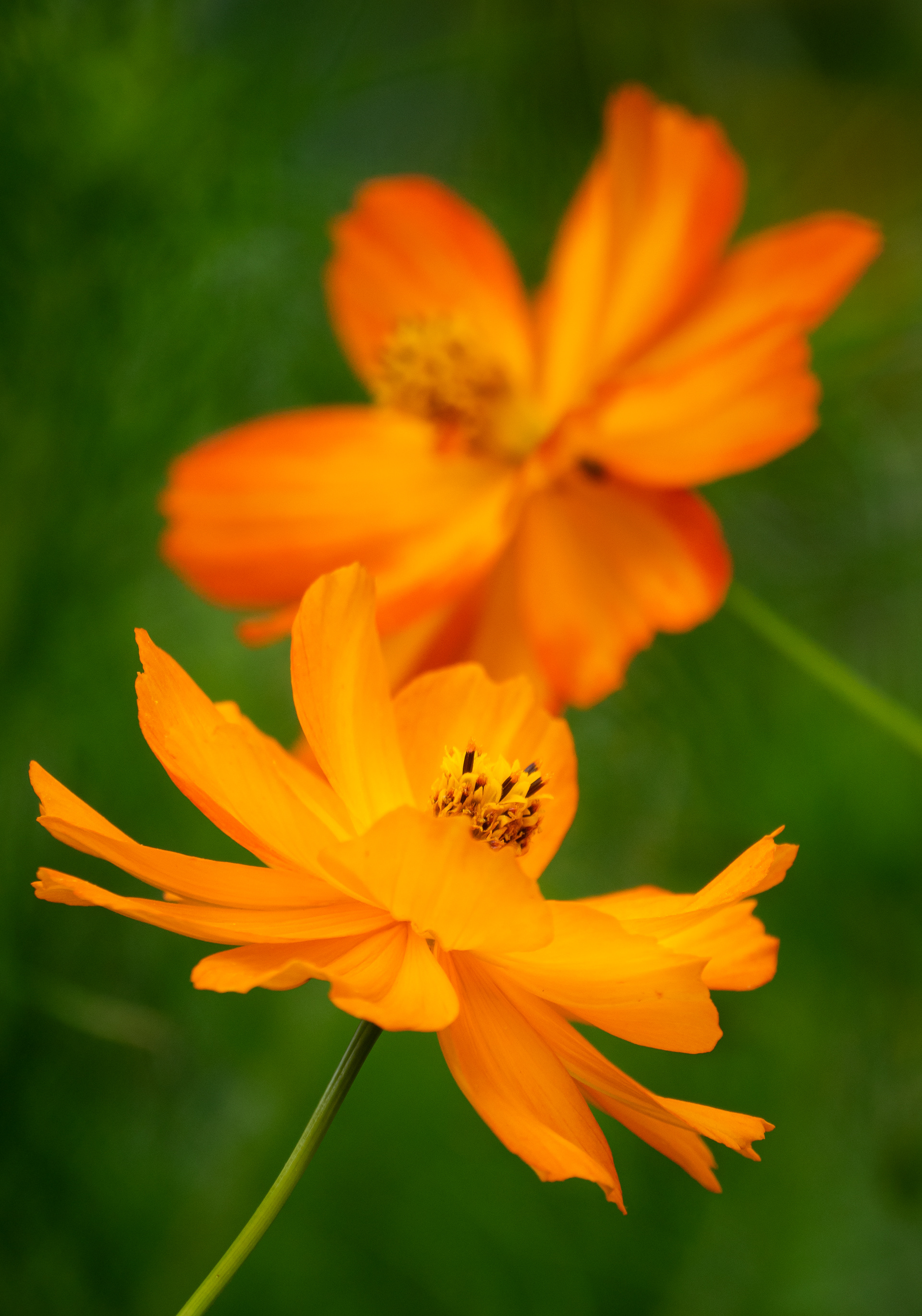 Orange cosmos