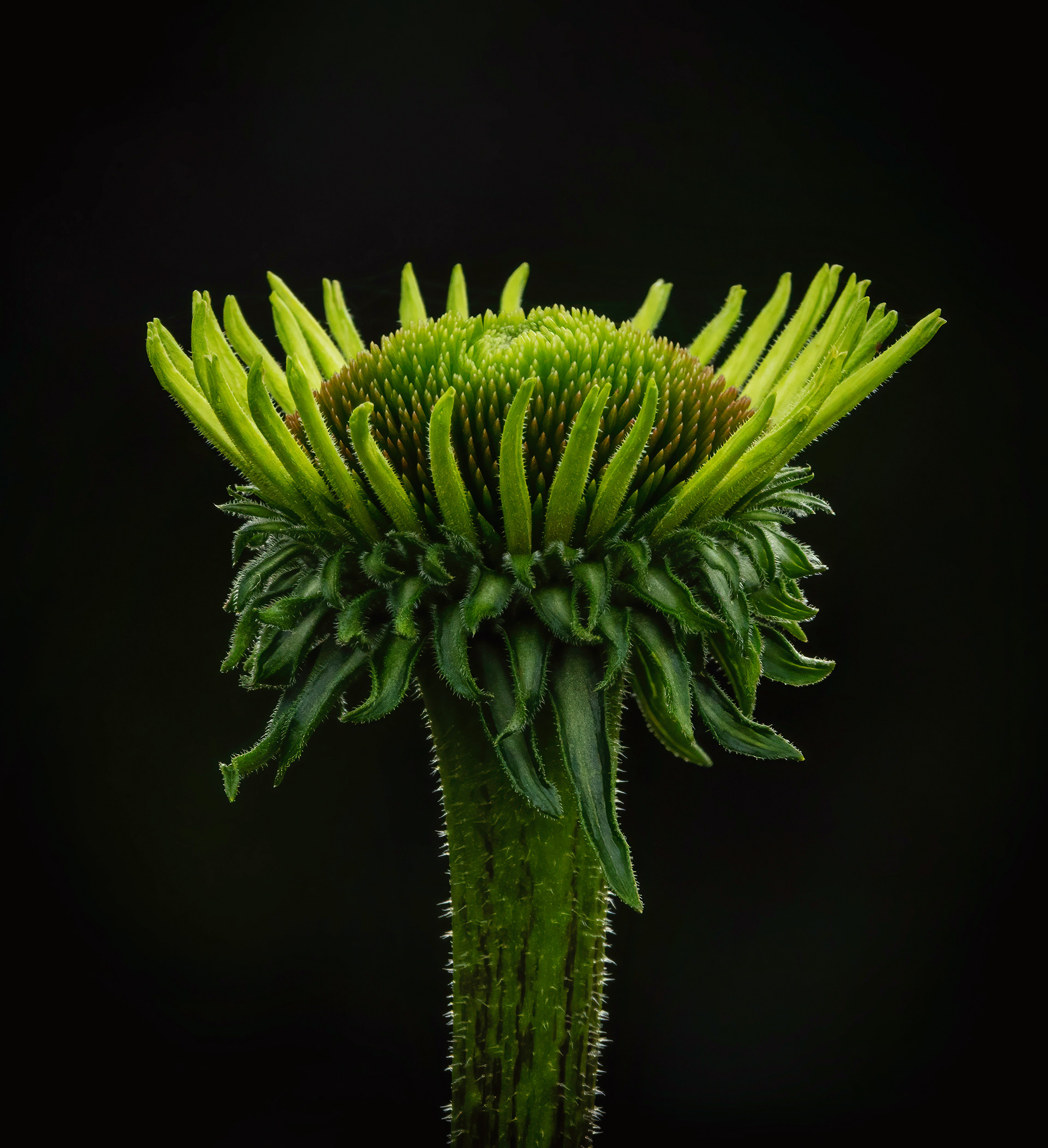 Green echinacea