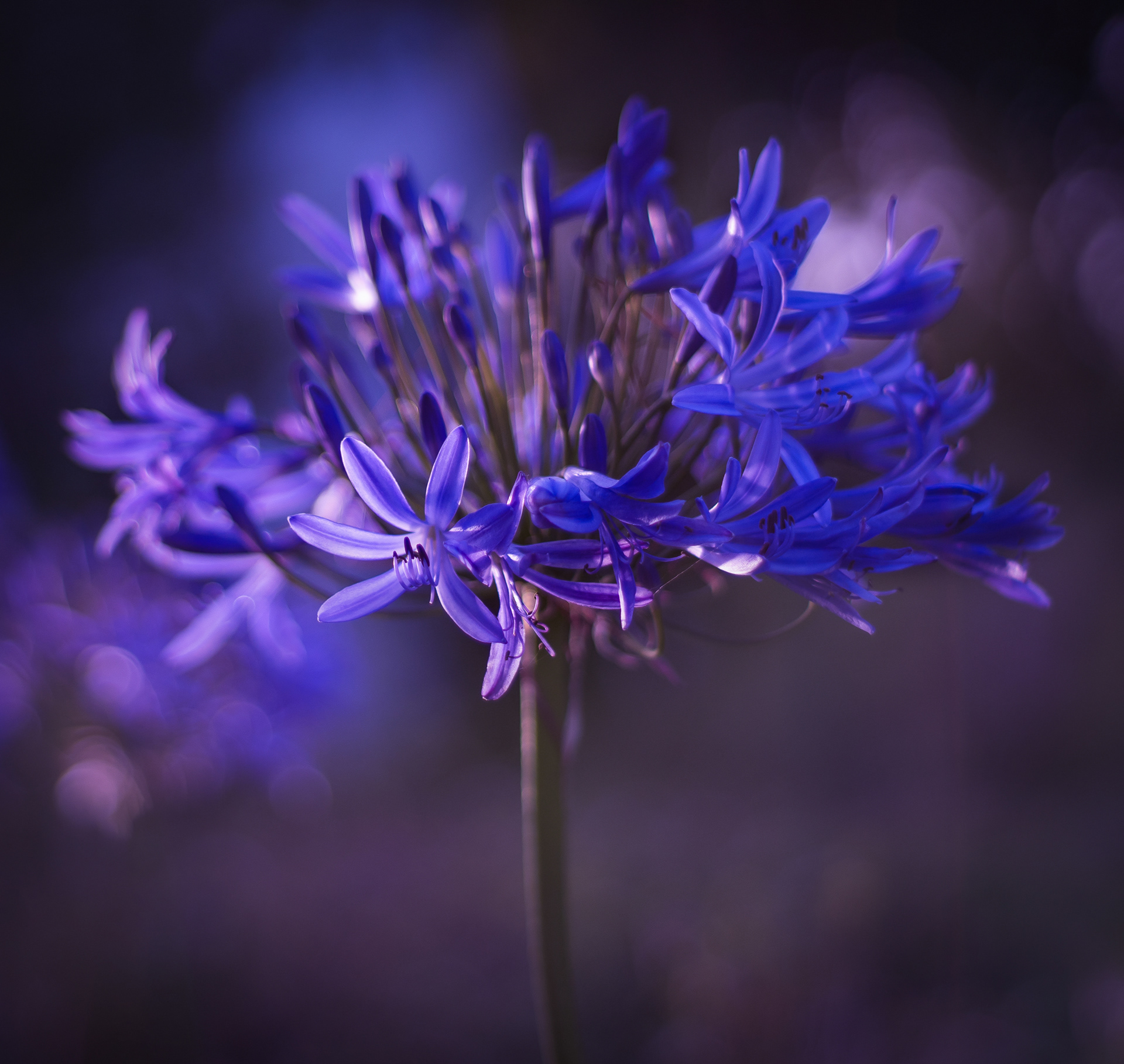 Blue Agapanthus