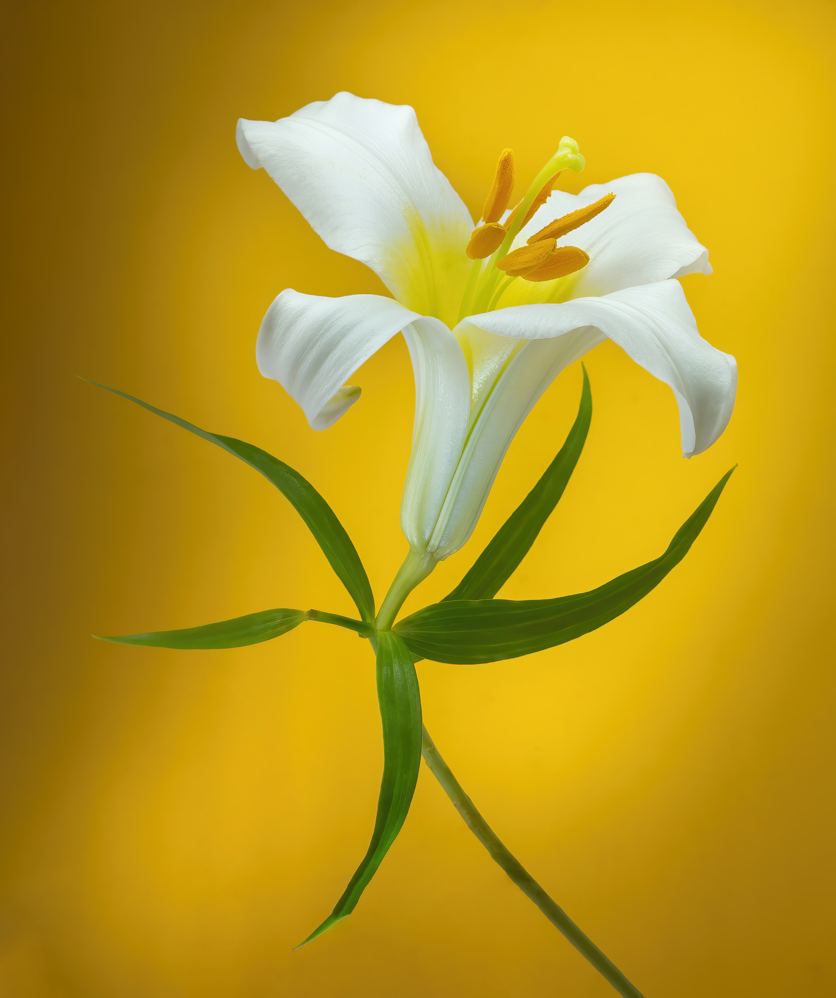 Winning Portfolio in Garden Photographer of the Year