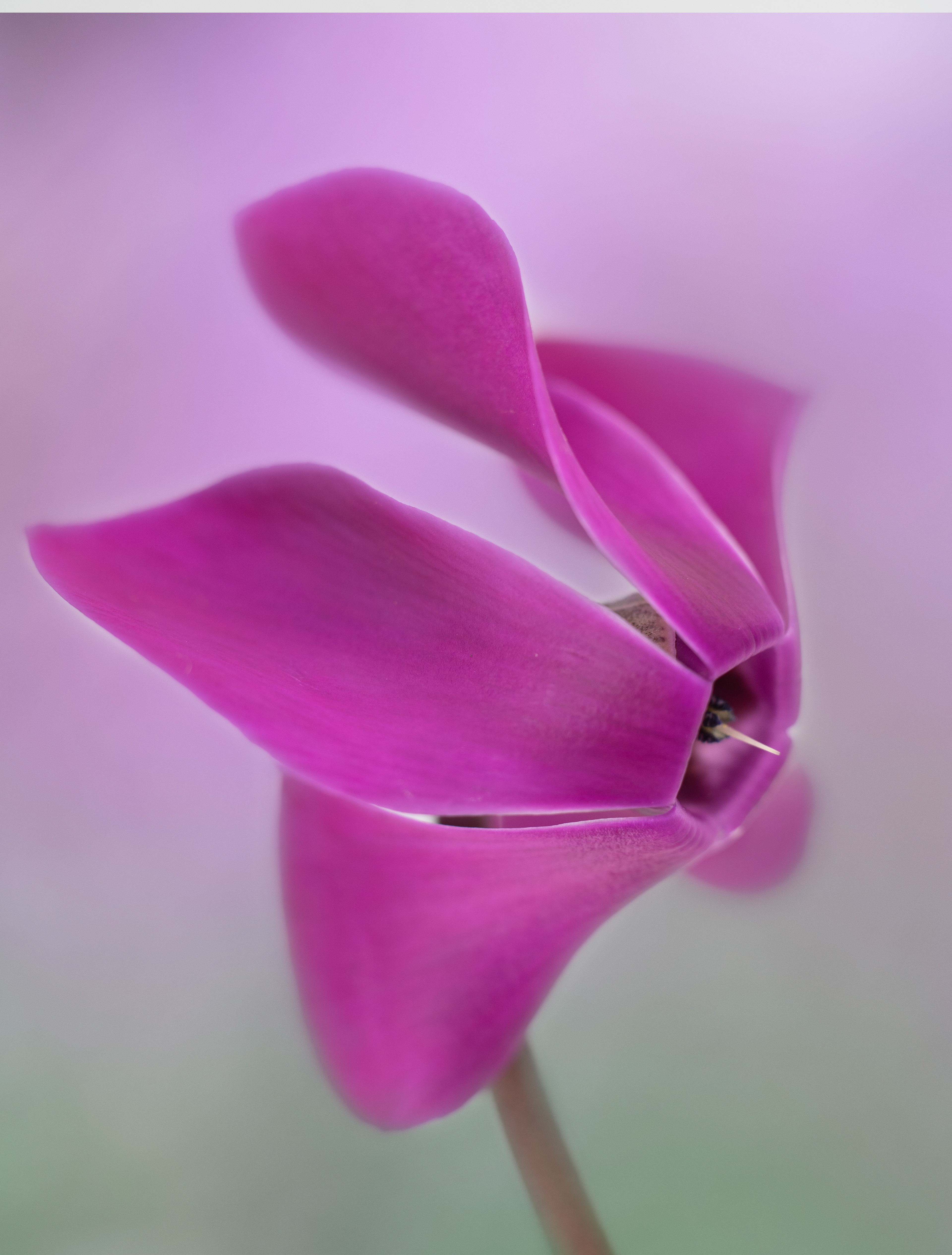Cyclamen flower