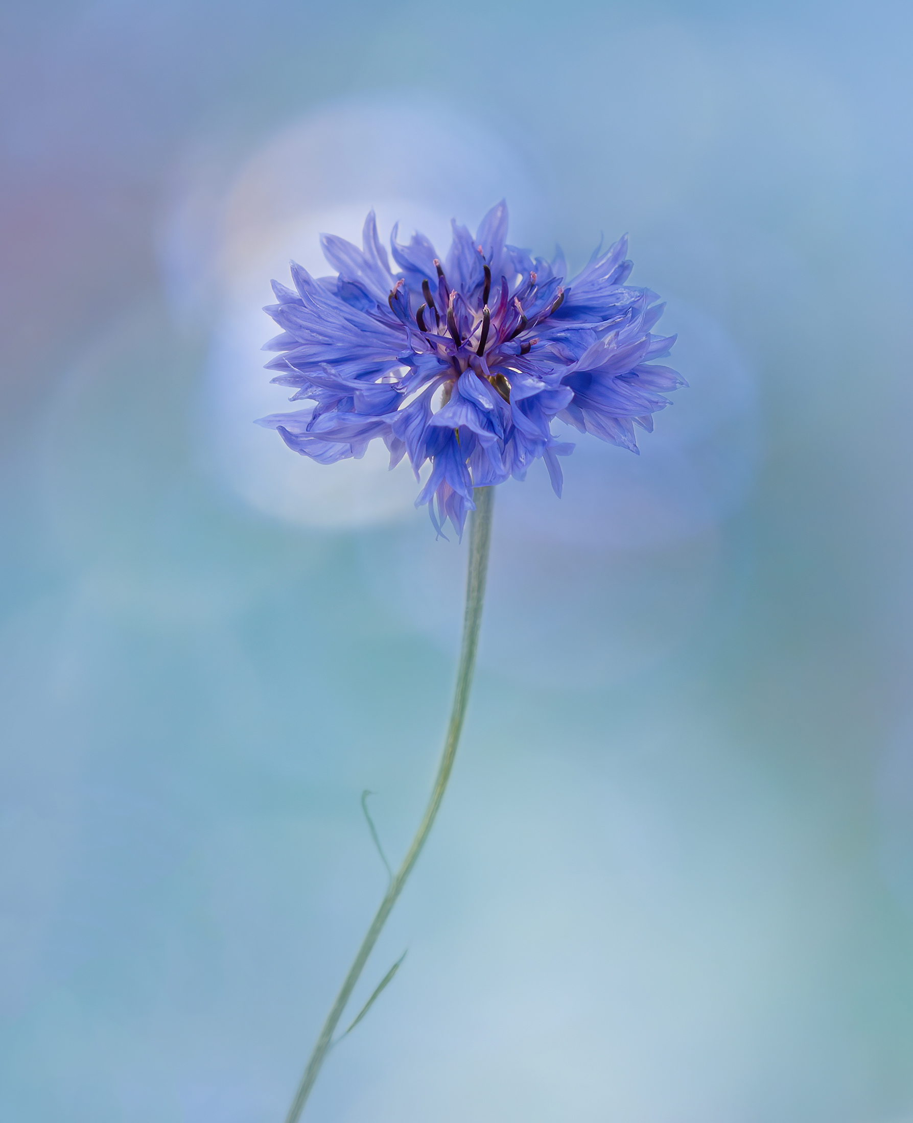 Blue Cornflower